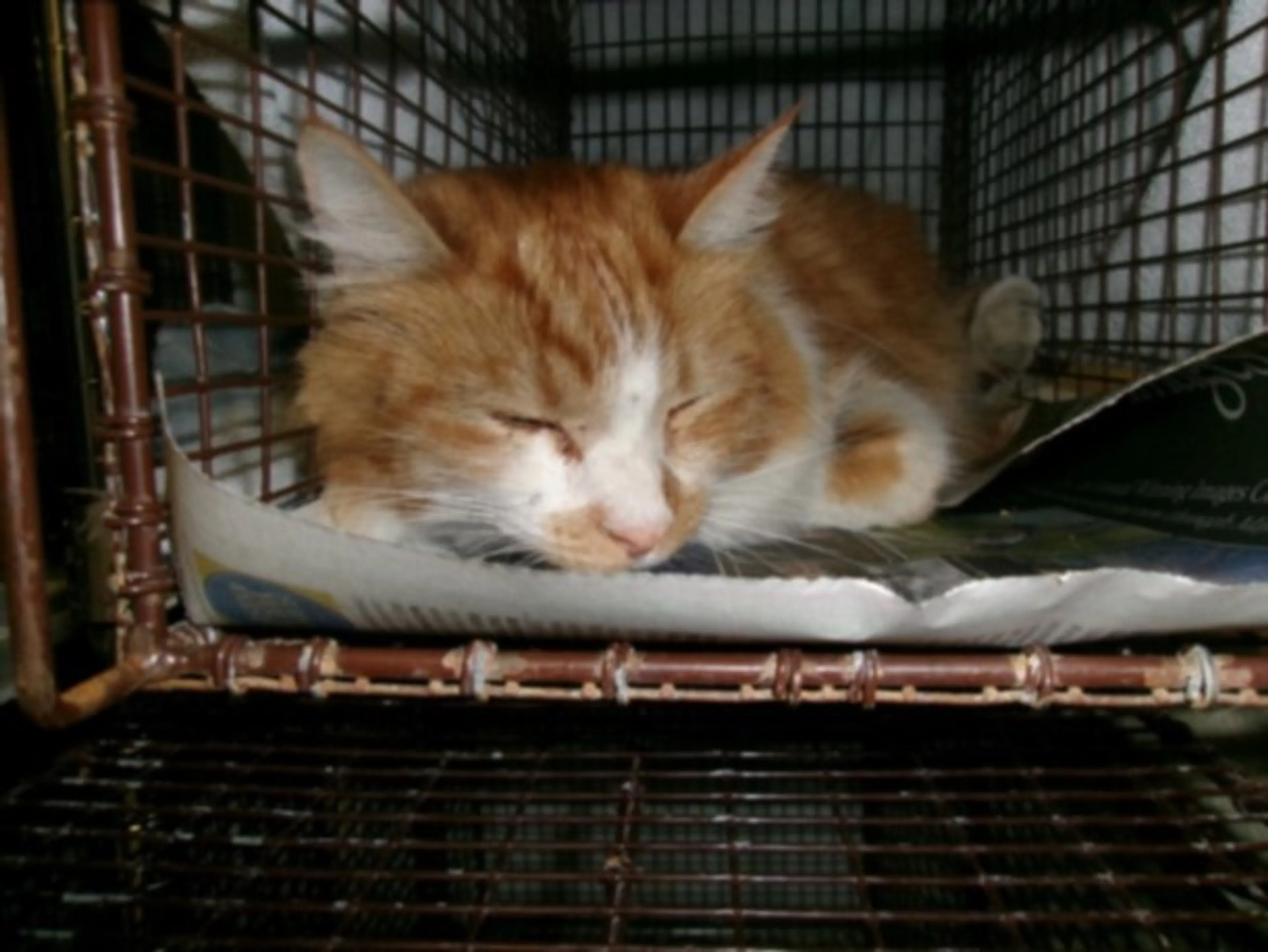Found pet