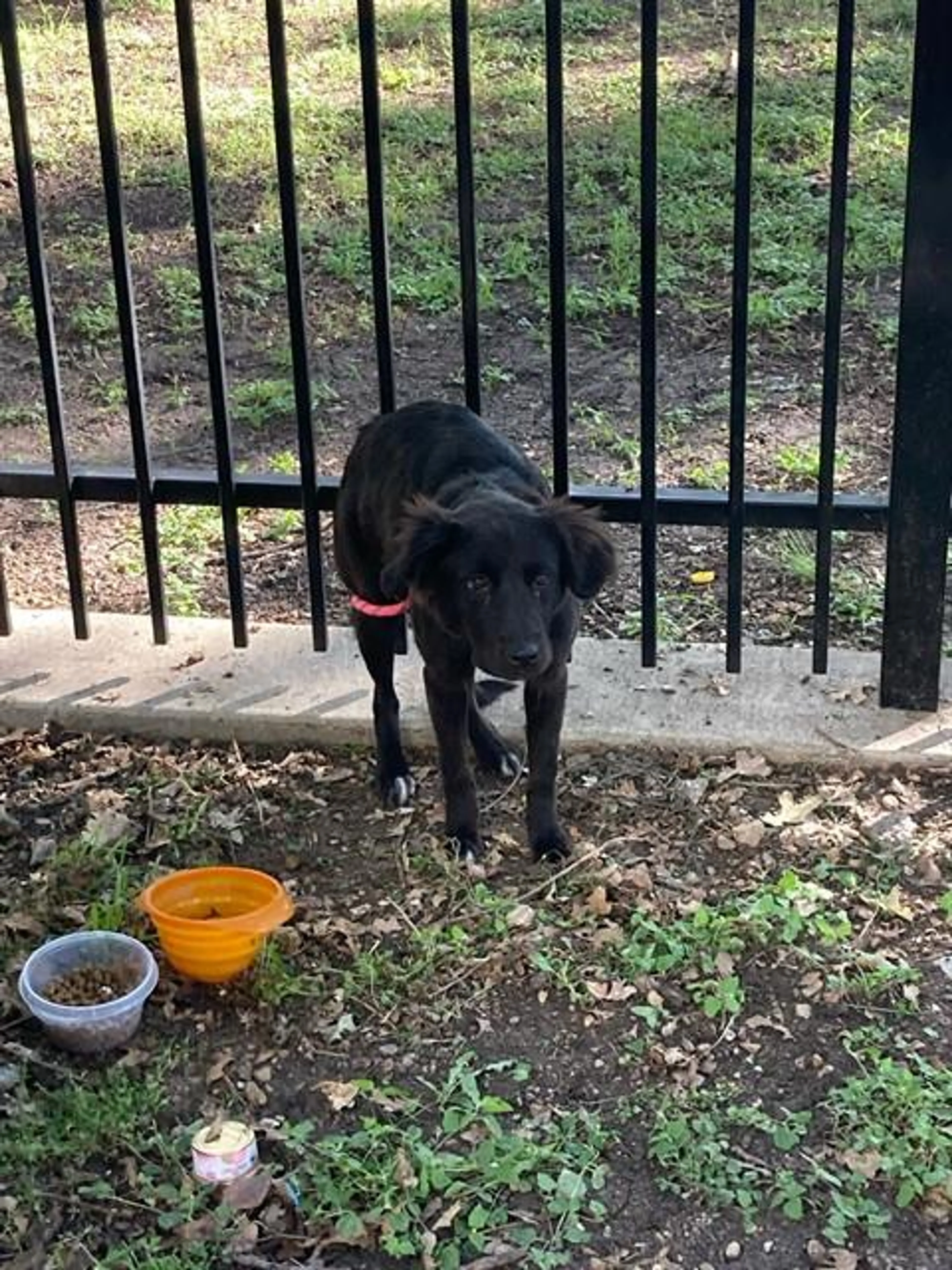 Found pet