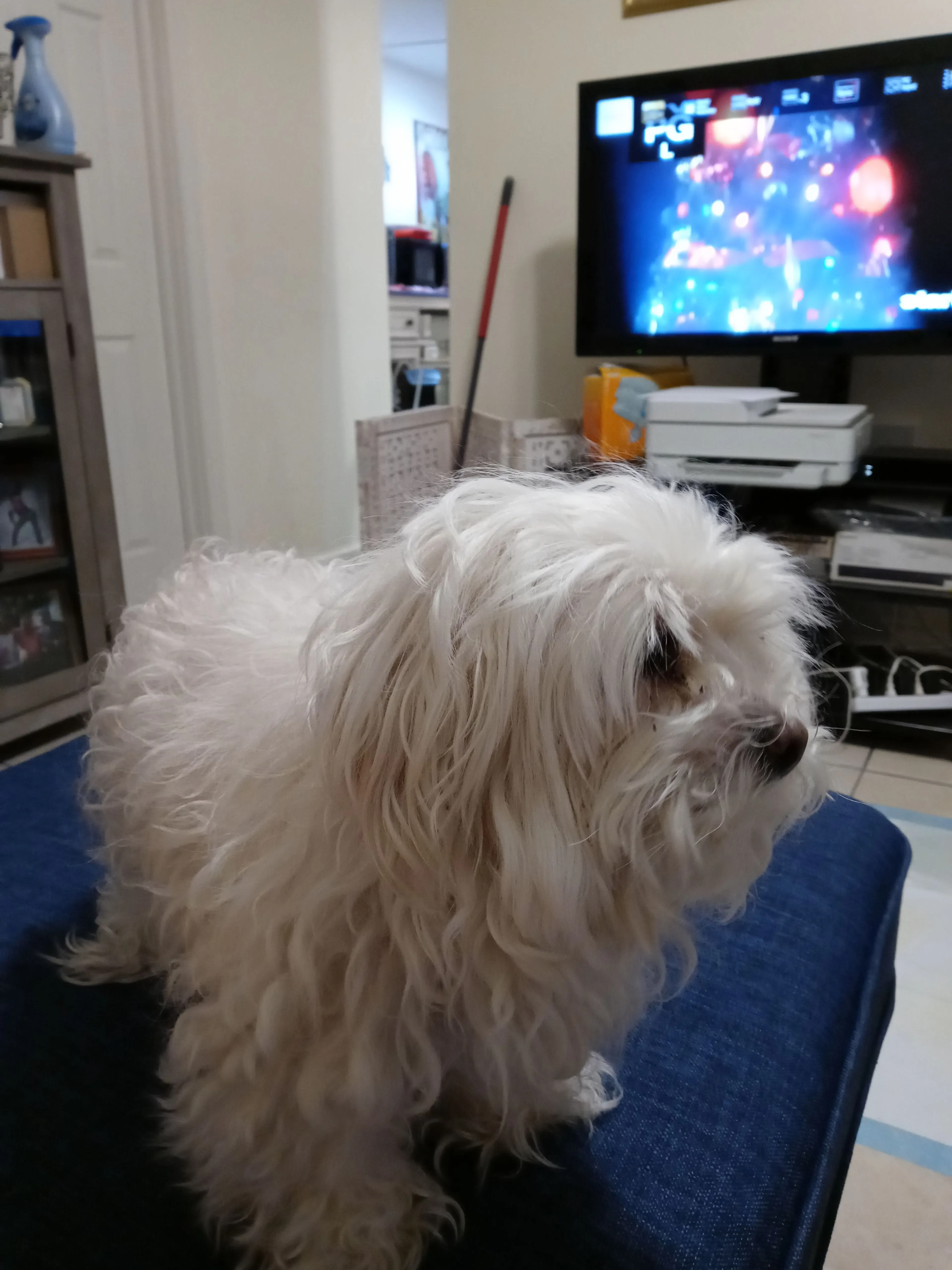 Lost pet
