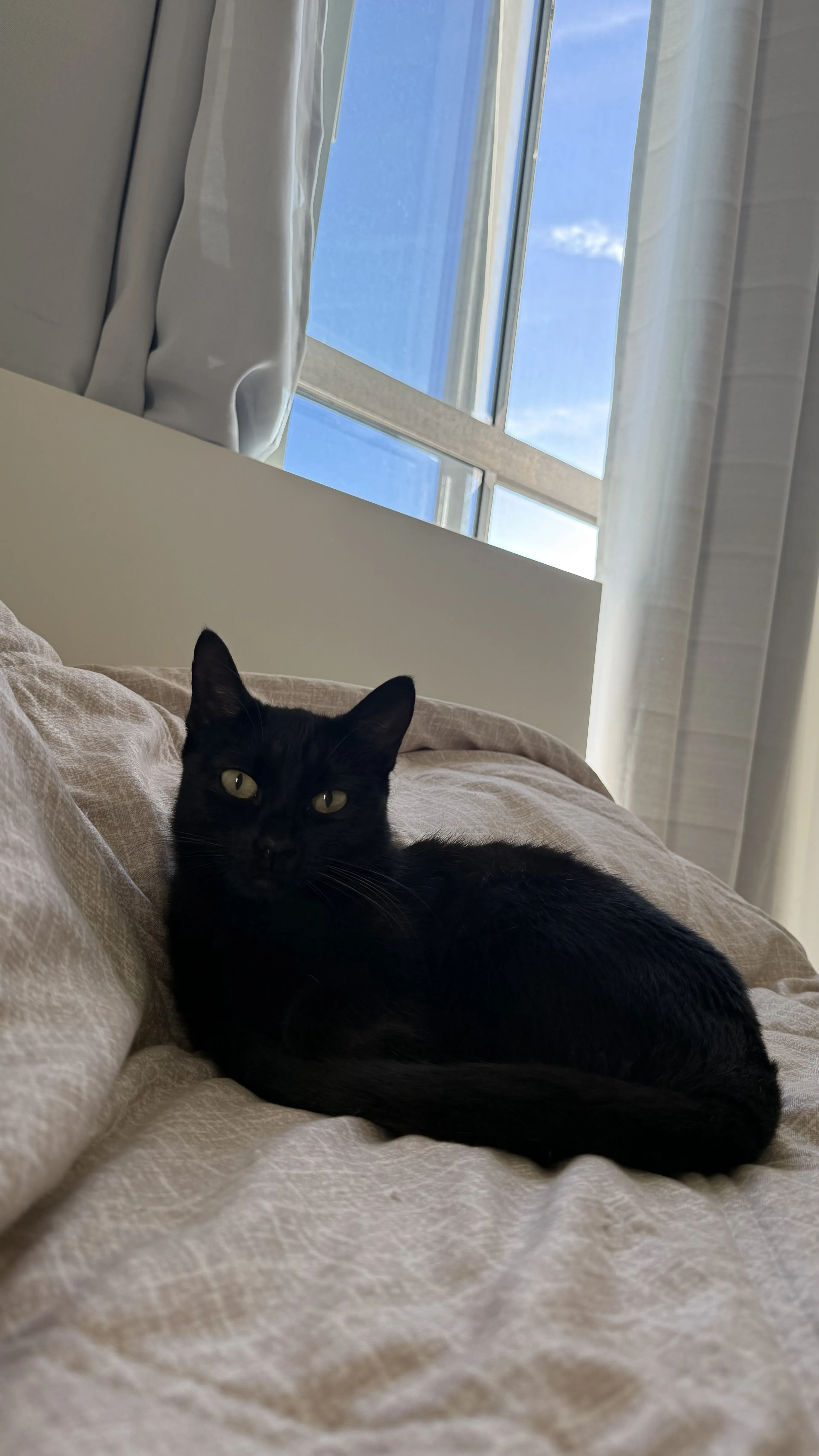 Lost pet-1
