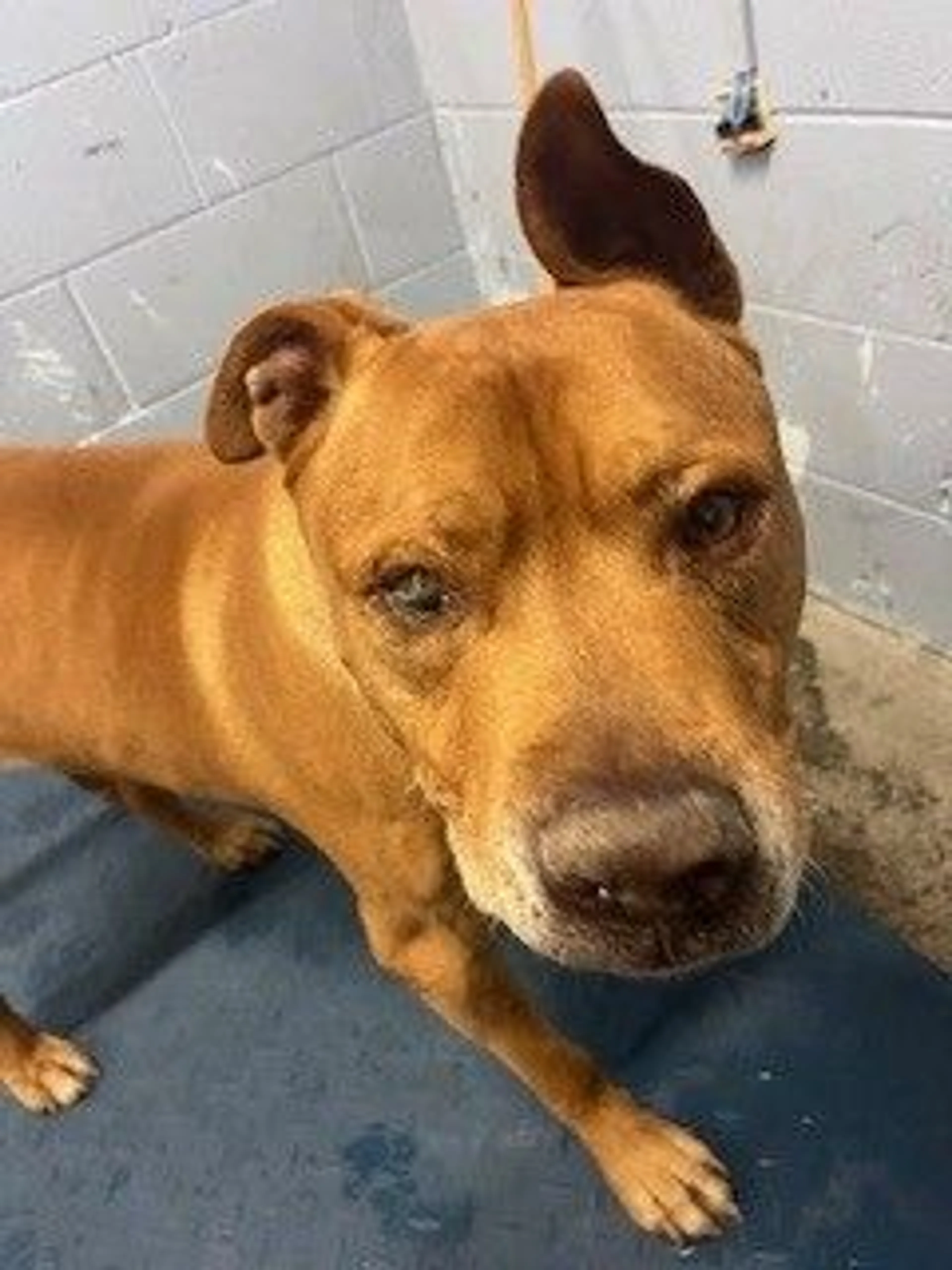 Found pet