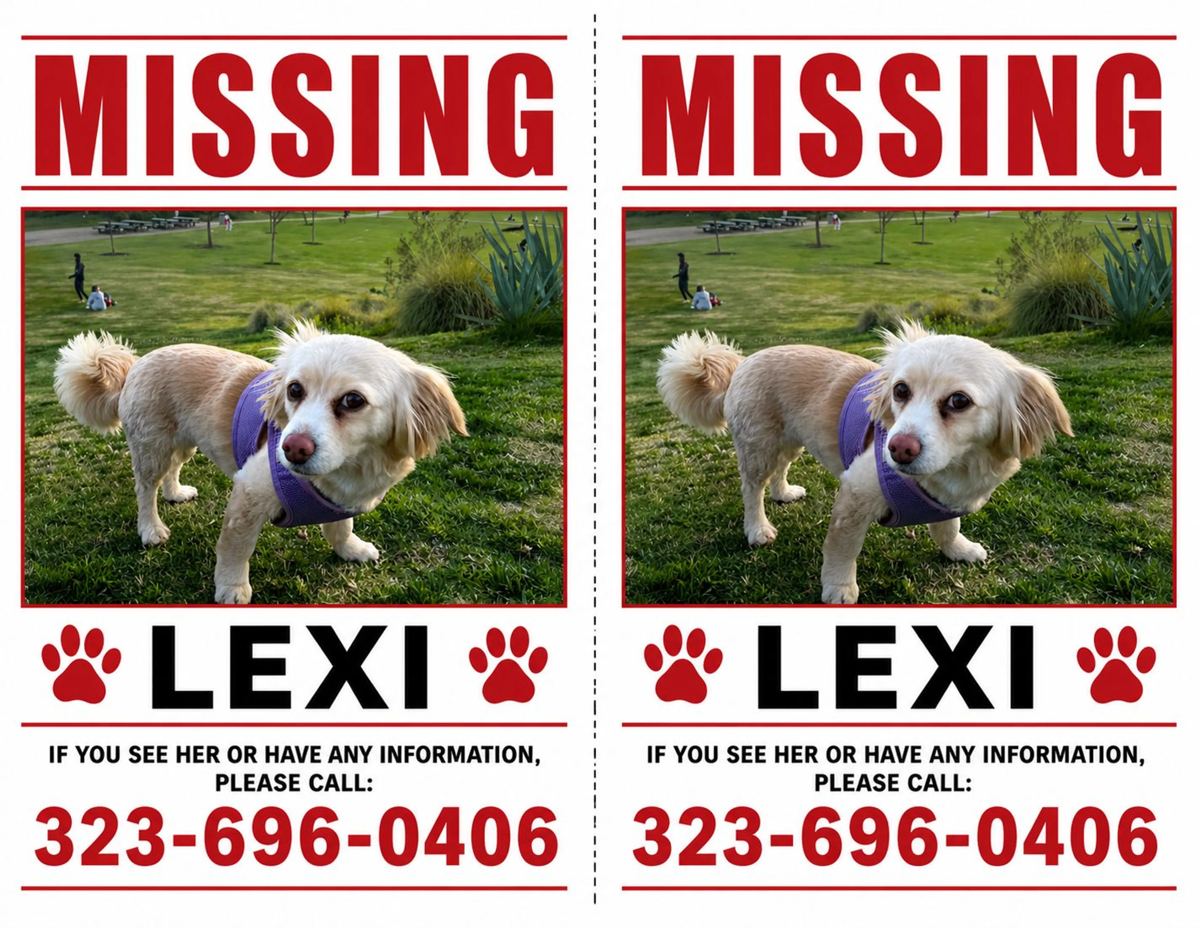 Lost pet-0