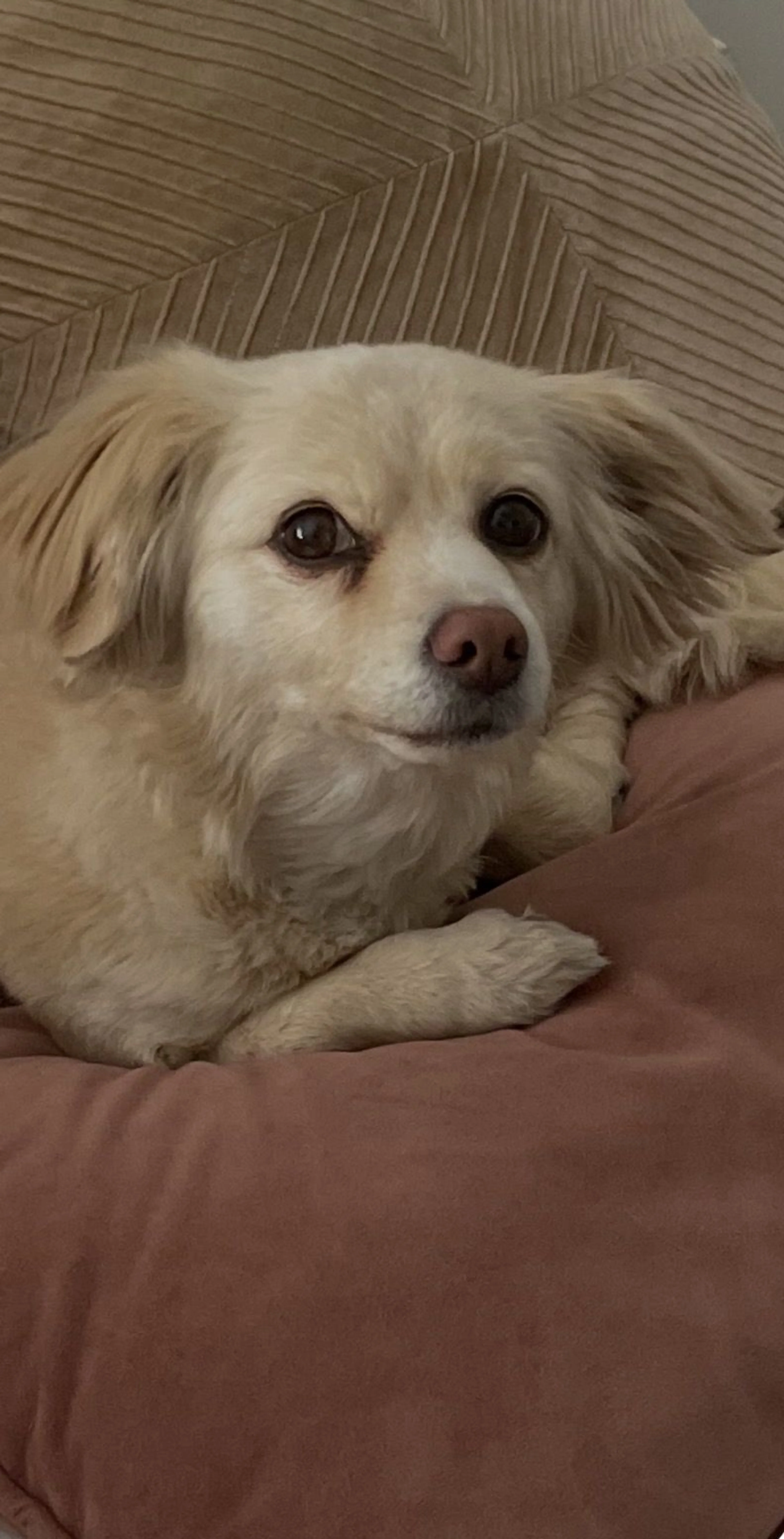 Lost pet-3