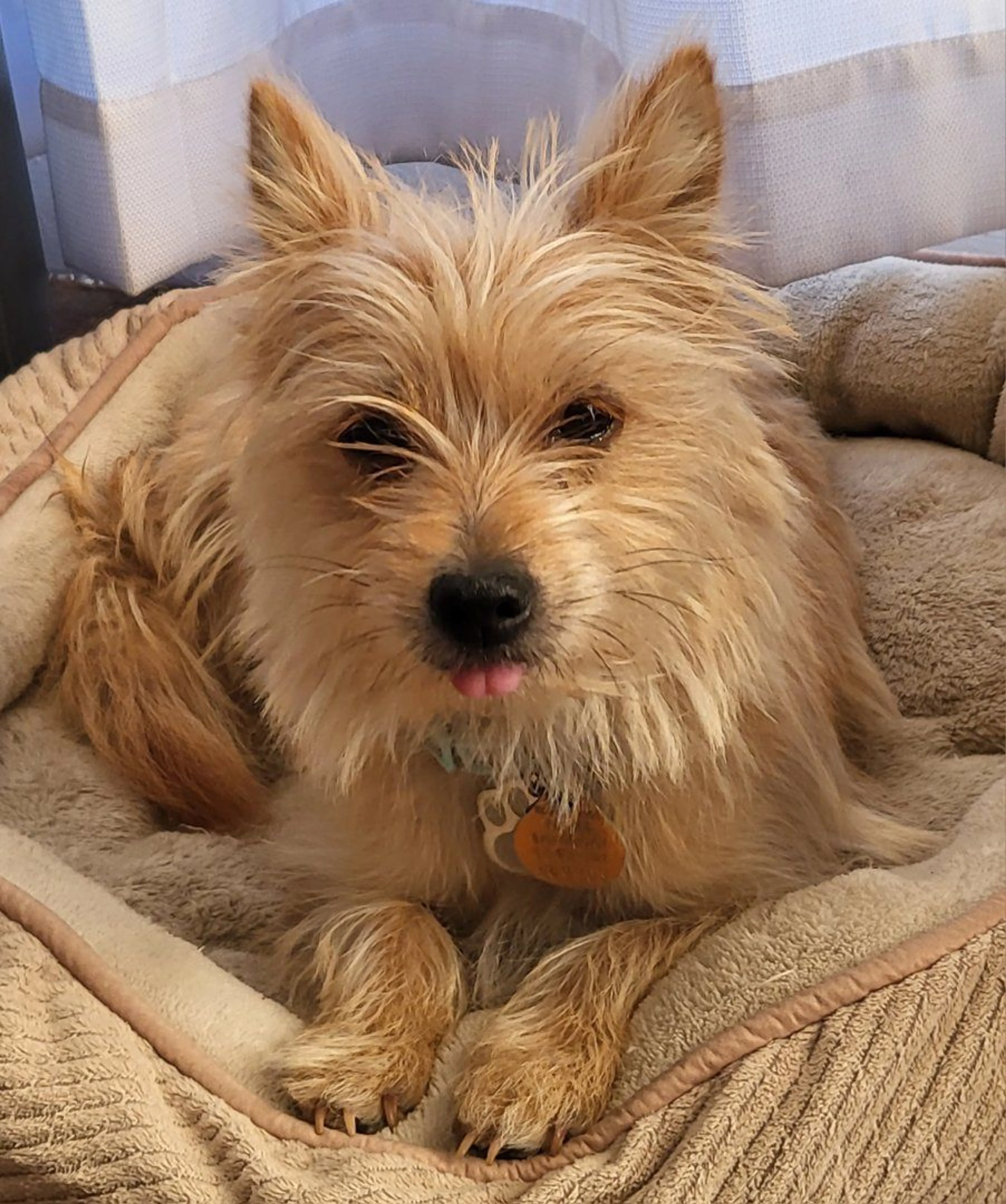 Lost pet