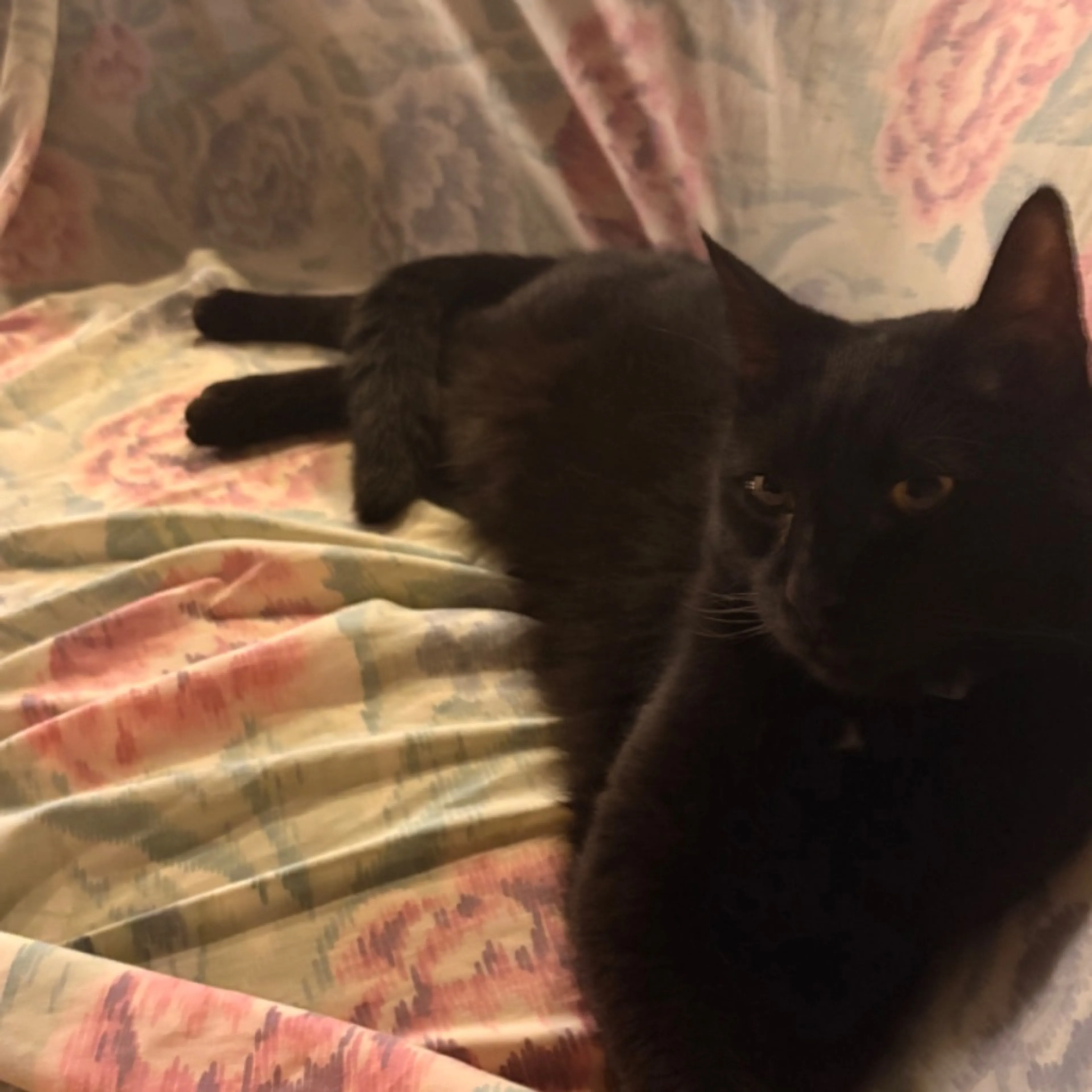 Lost pet