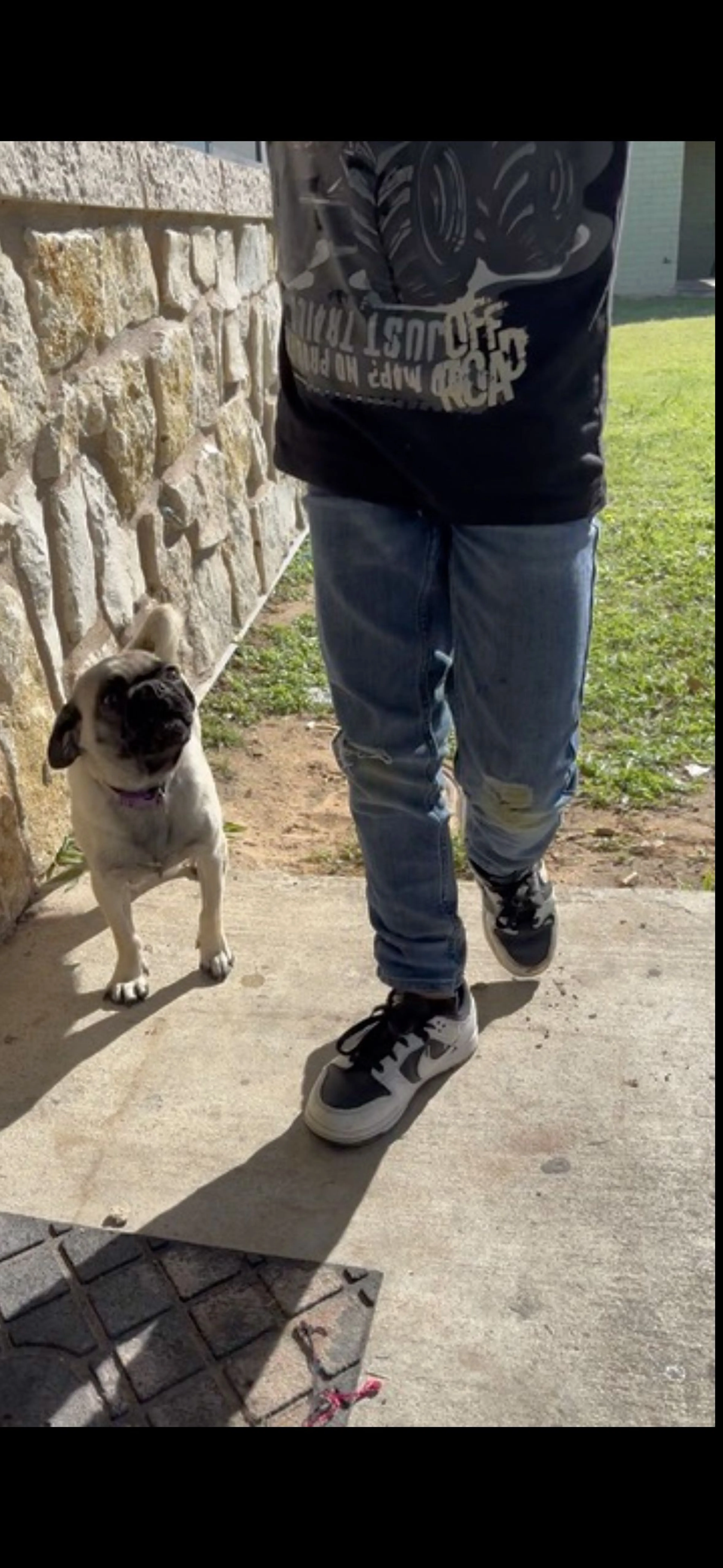 Lost pet-1