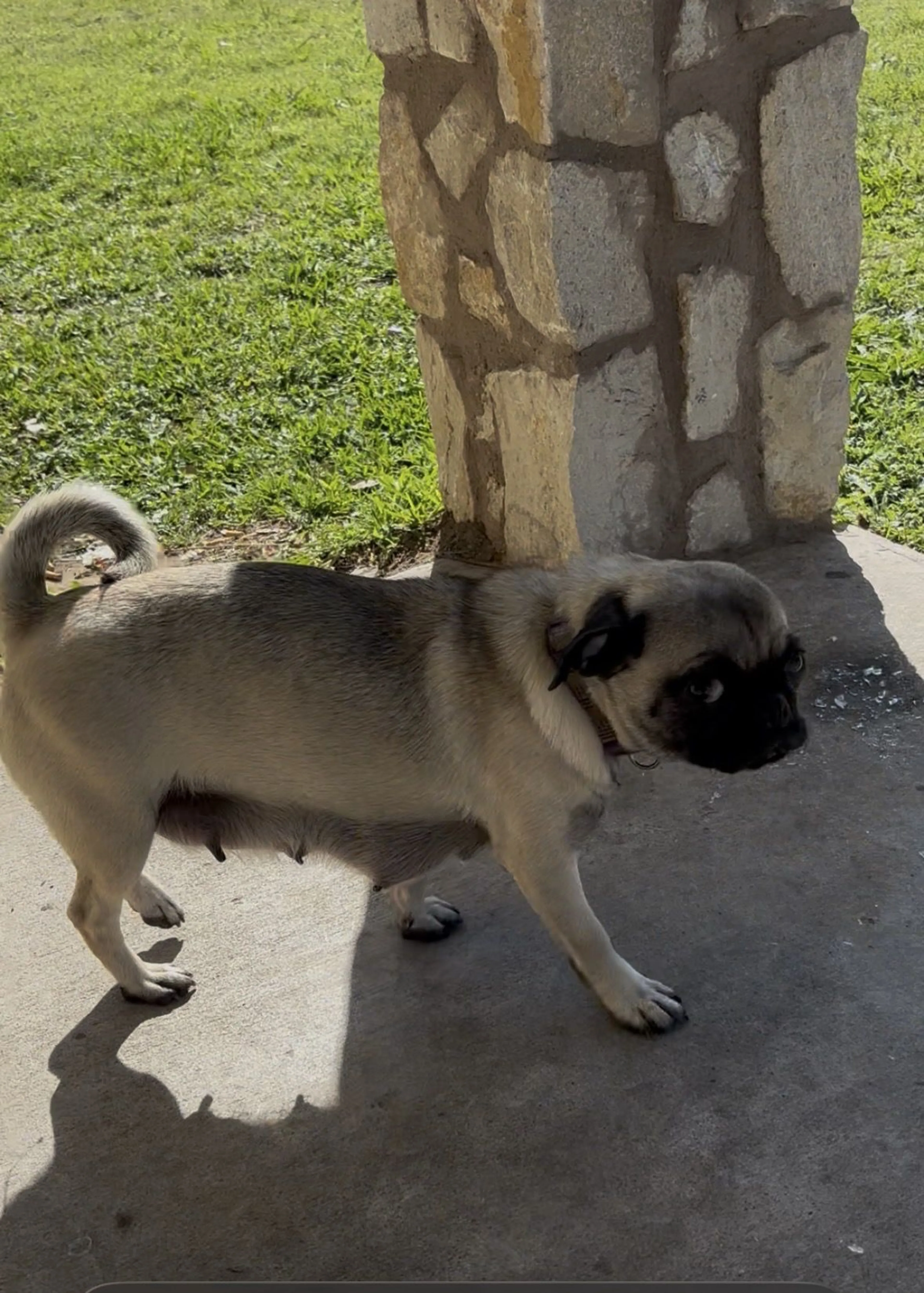 Lost pet-0