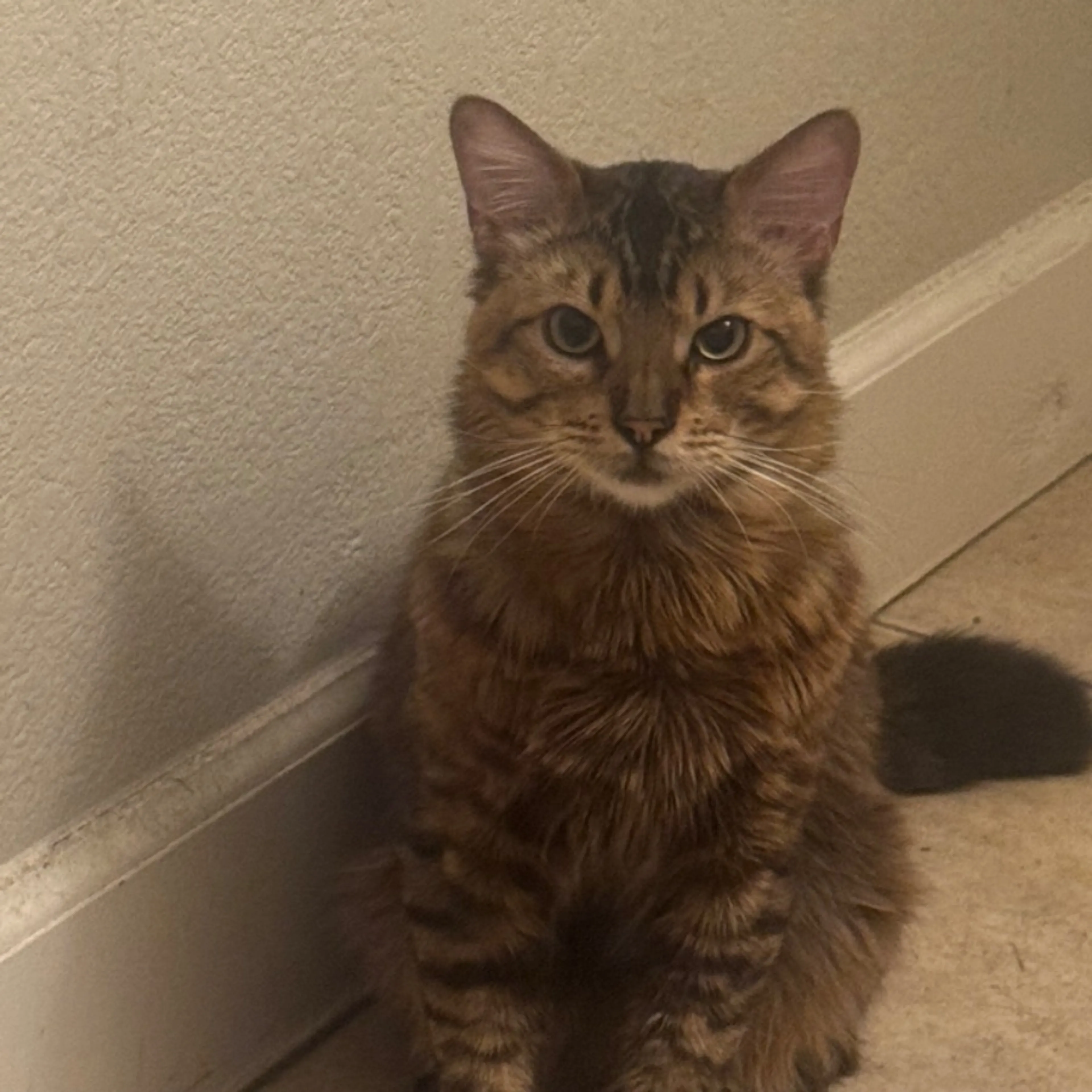 Lost pet