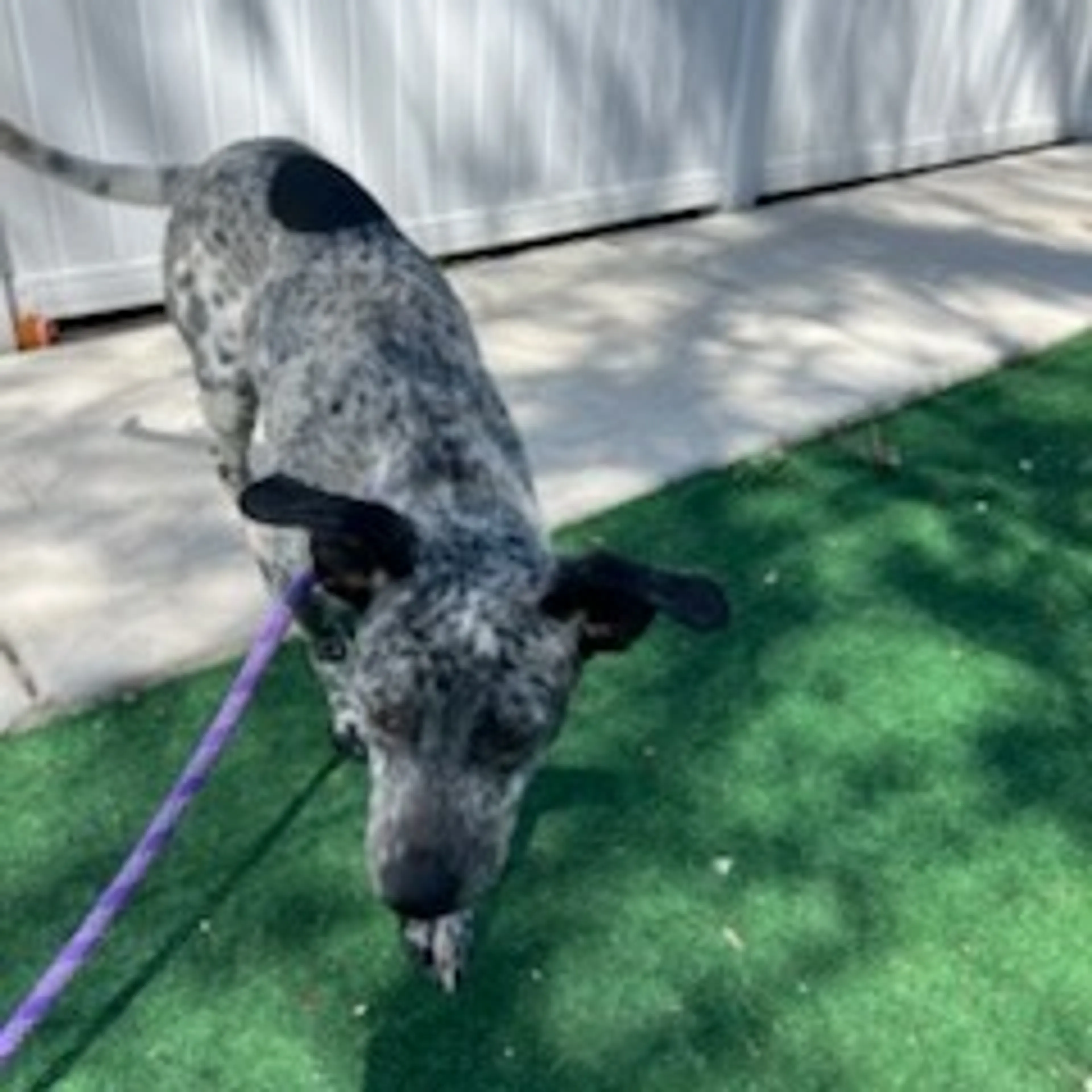 Found pet-5