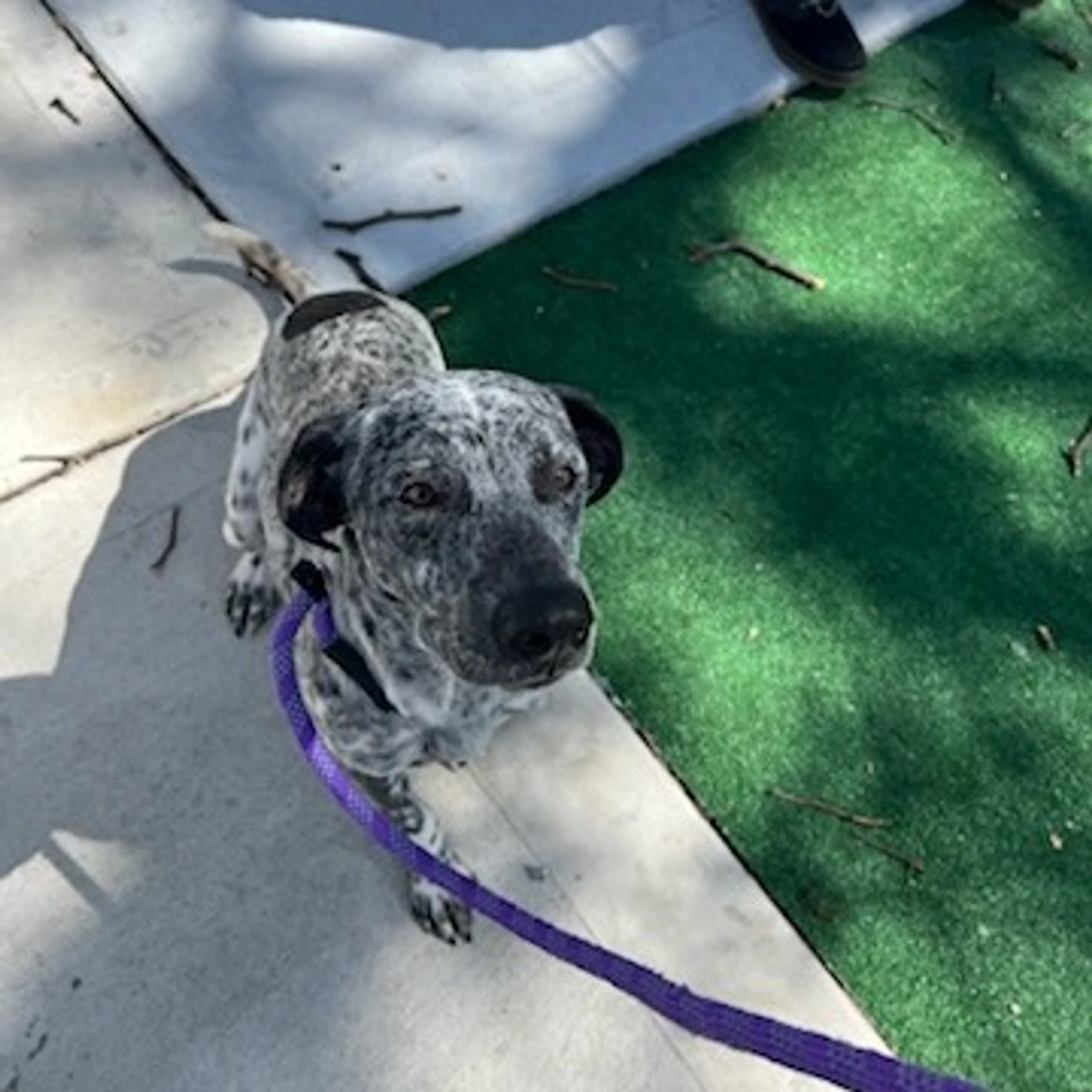 Found pet-7