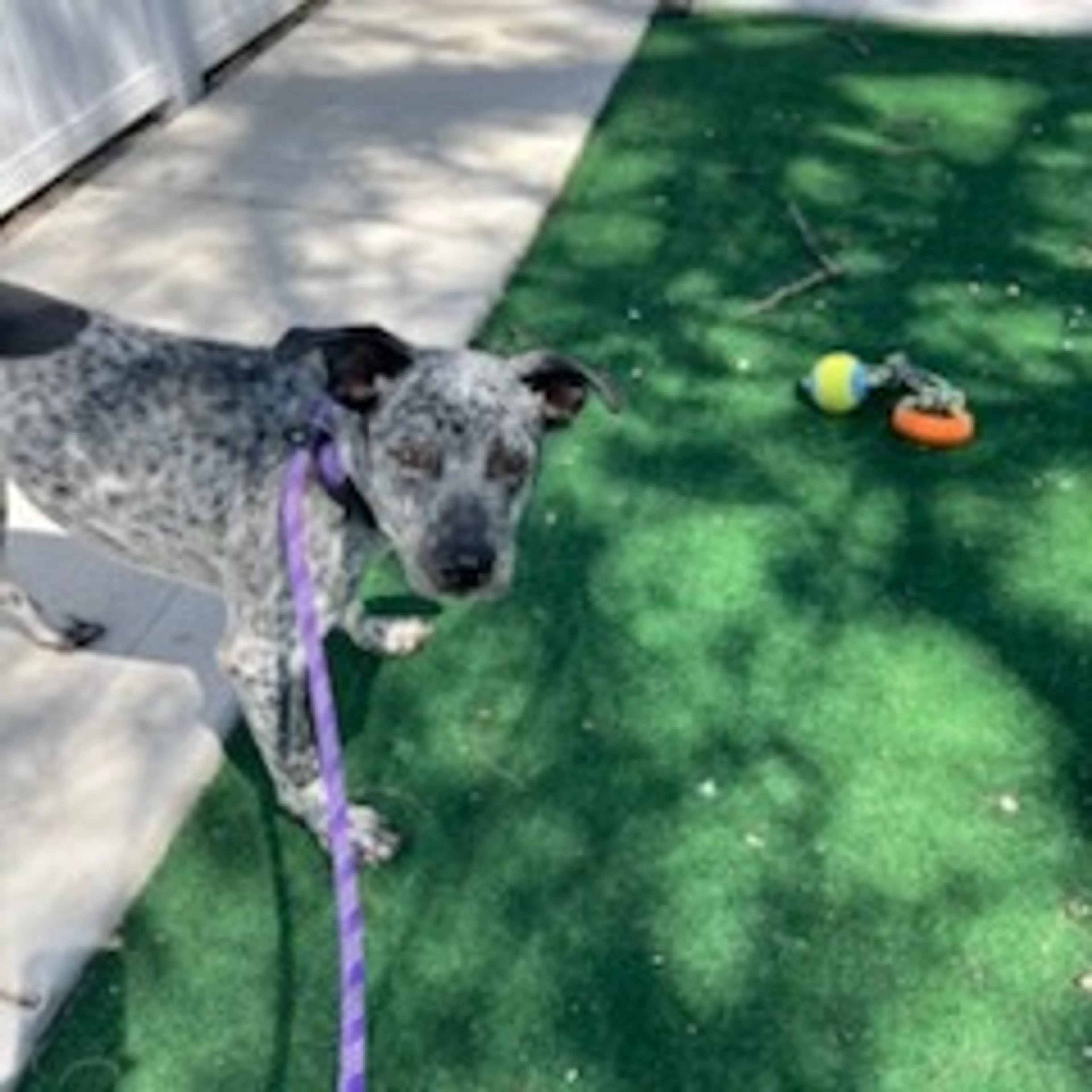 Found pet-4