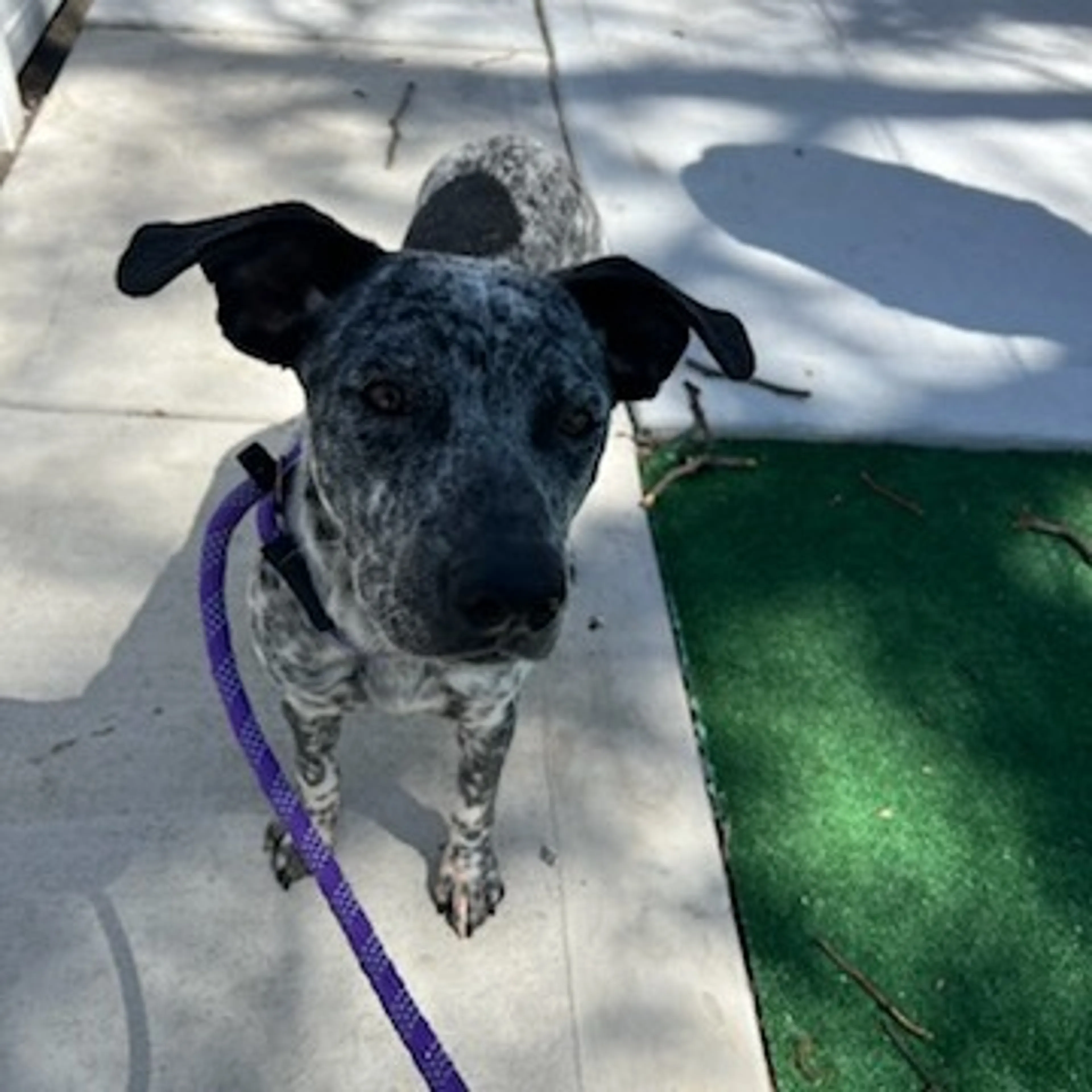 Found pet-9