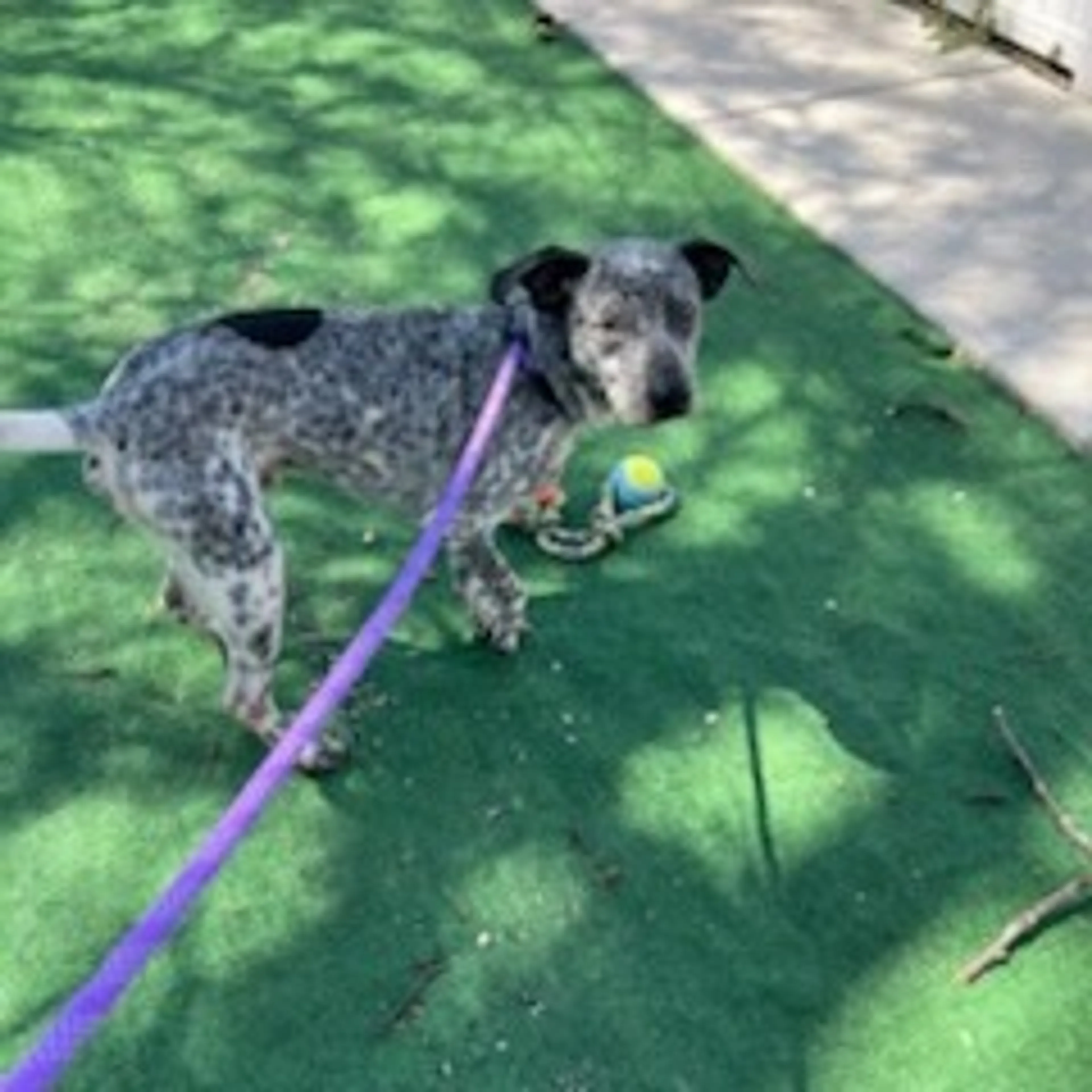 Found pet-2