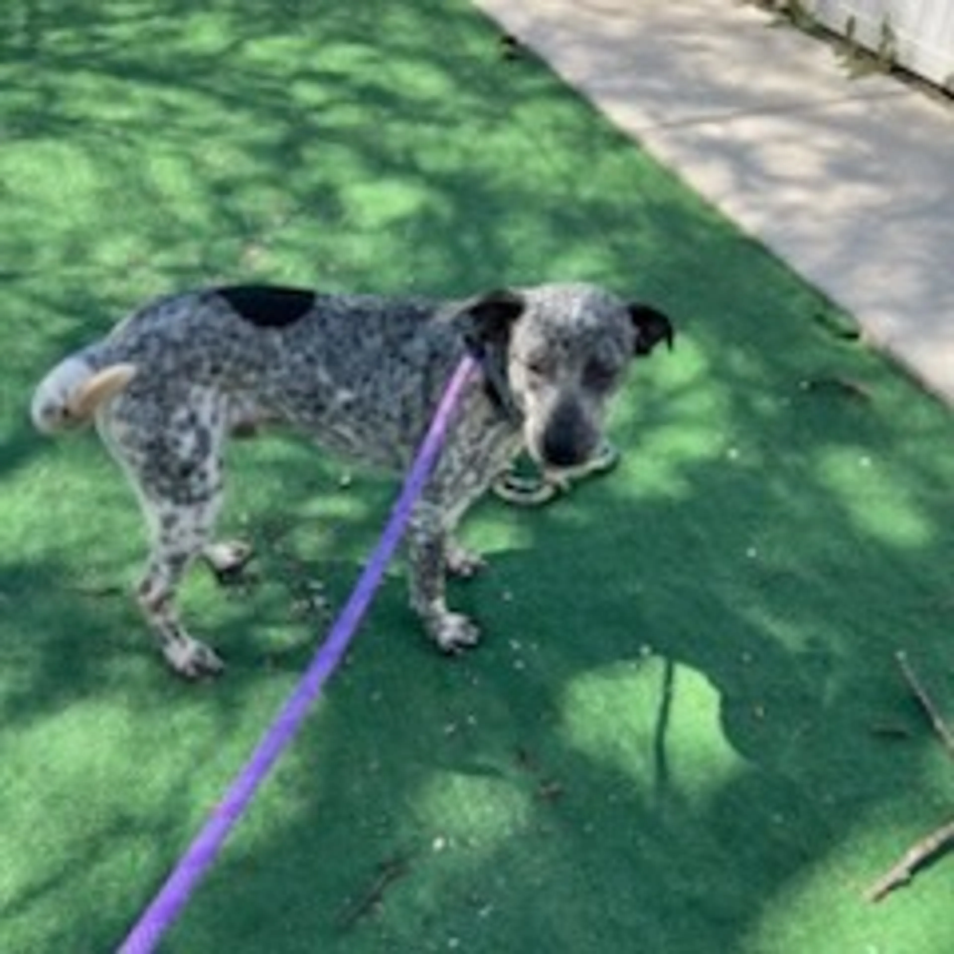 Found pet-3