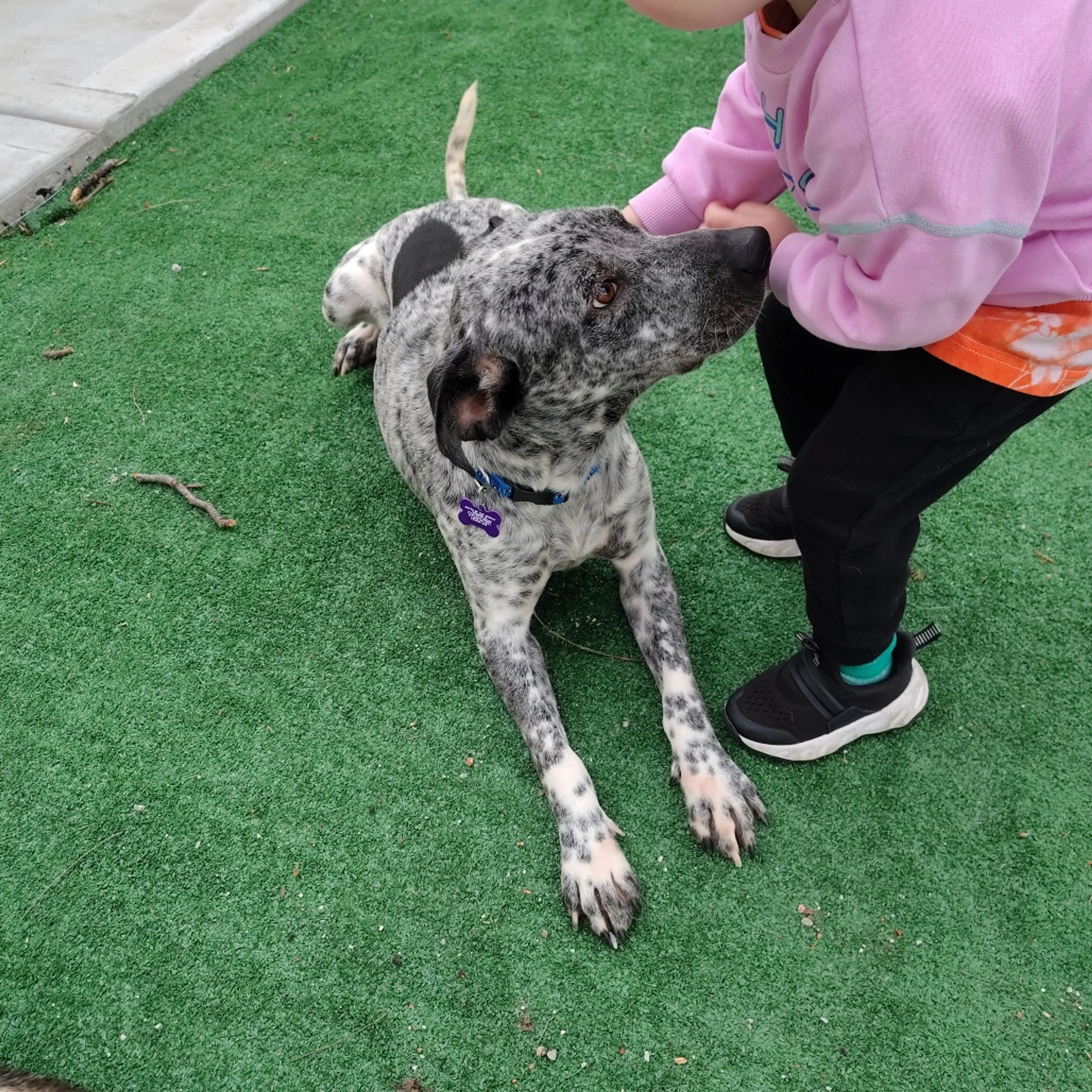 Found pet-11
