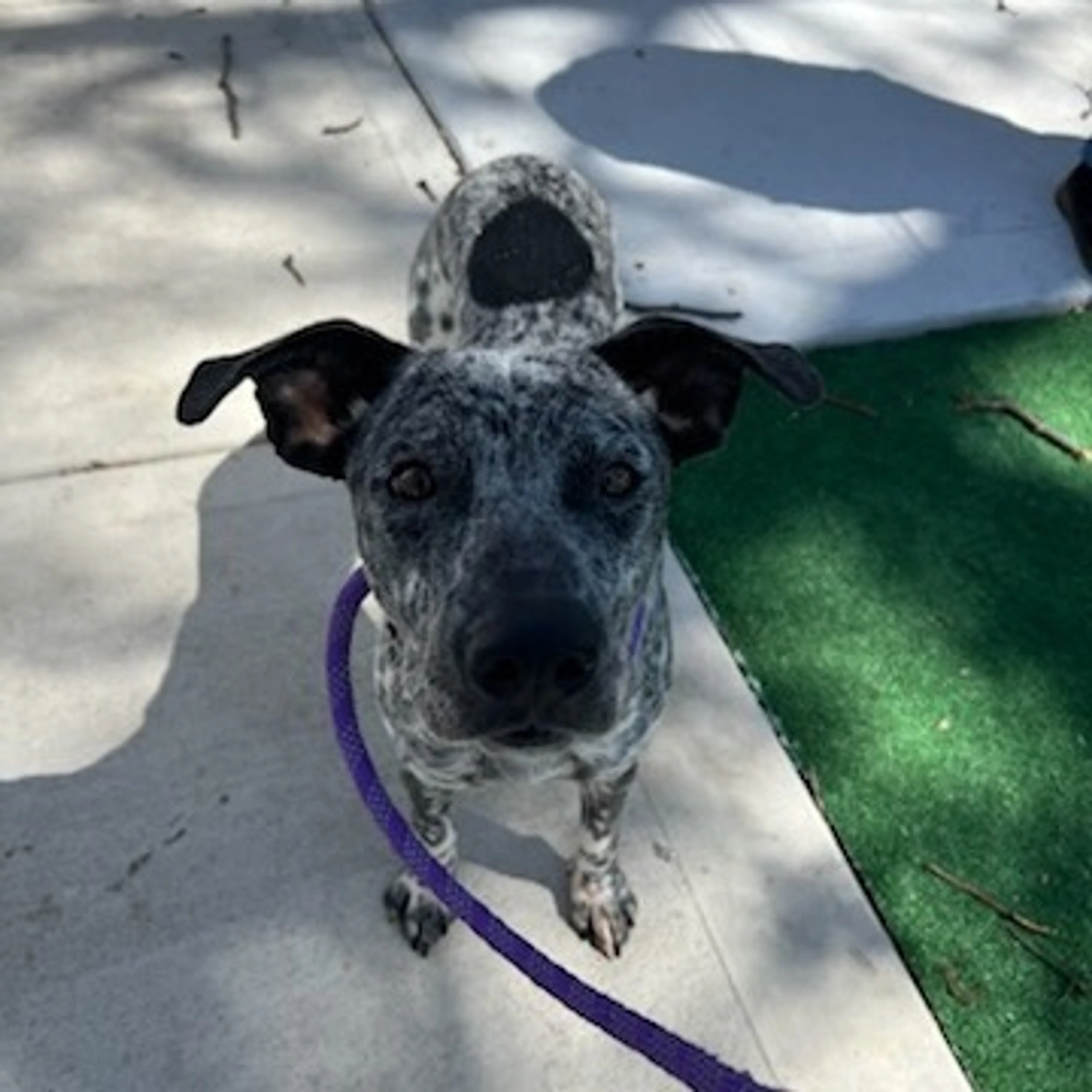 Found pet-8