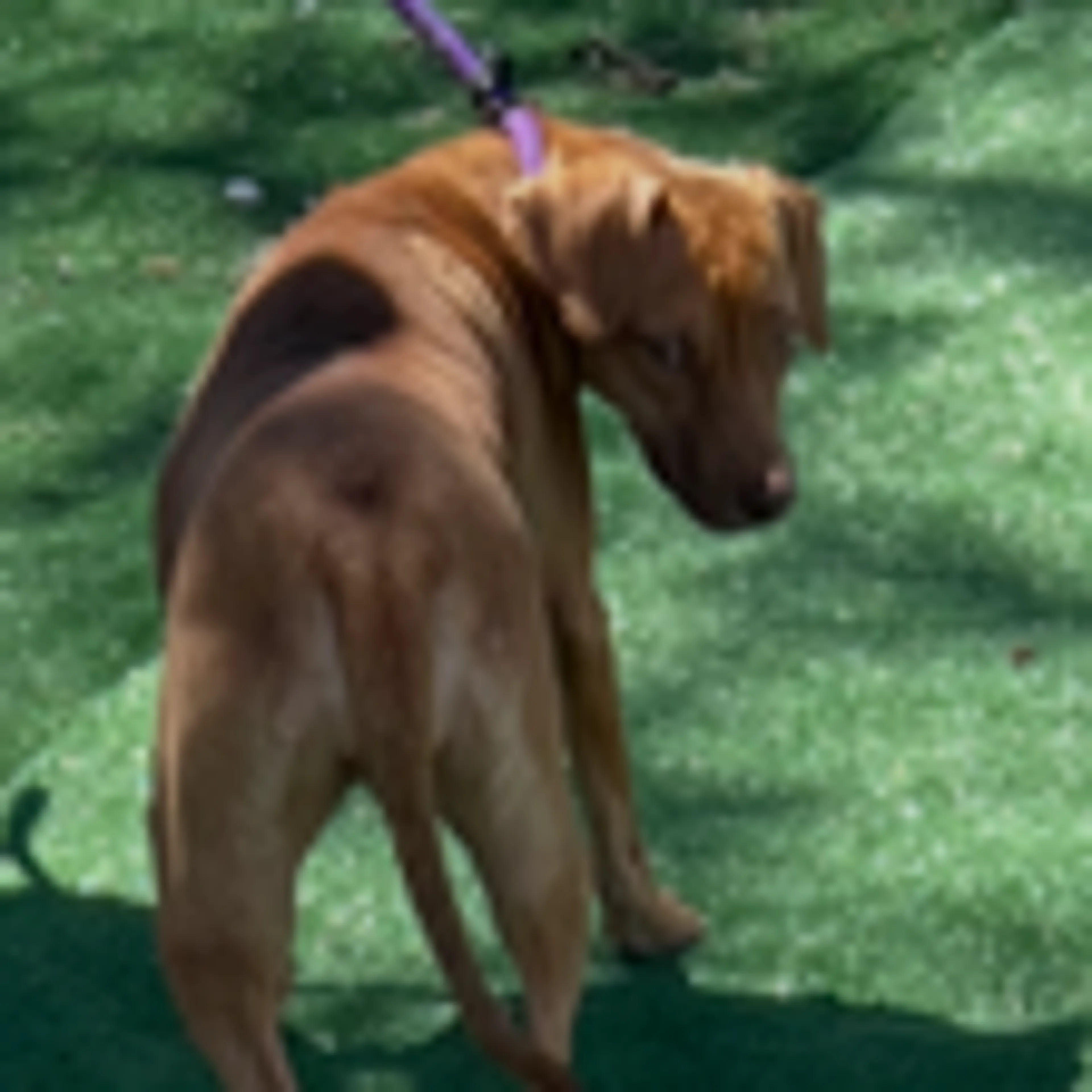 Found pet-6