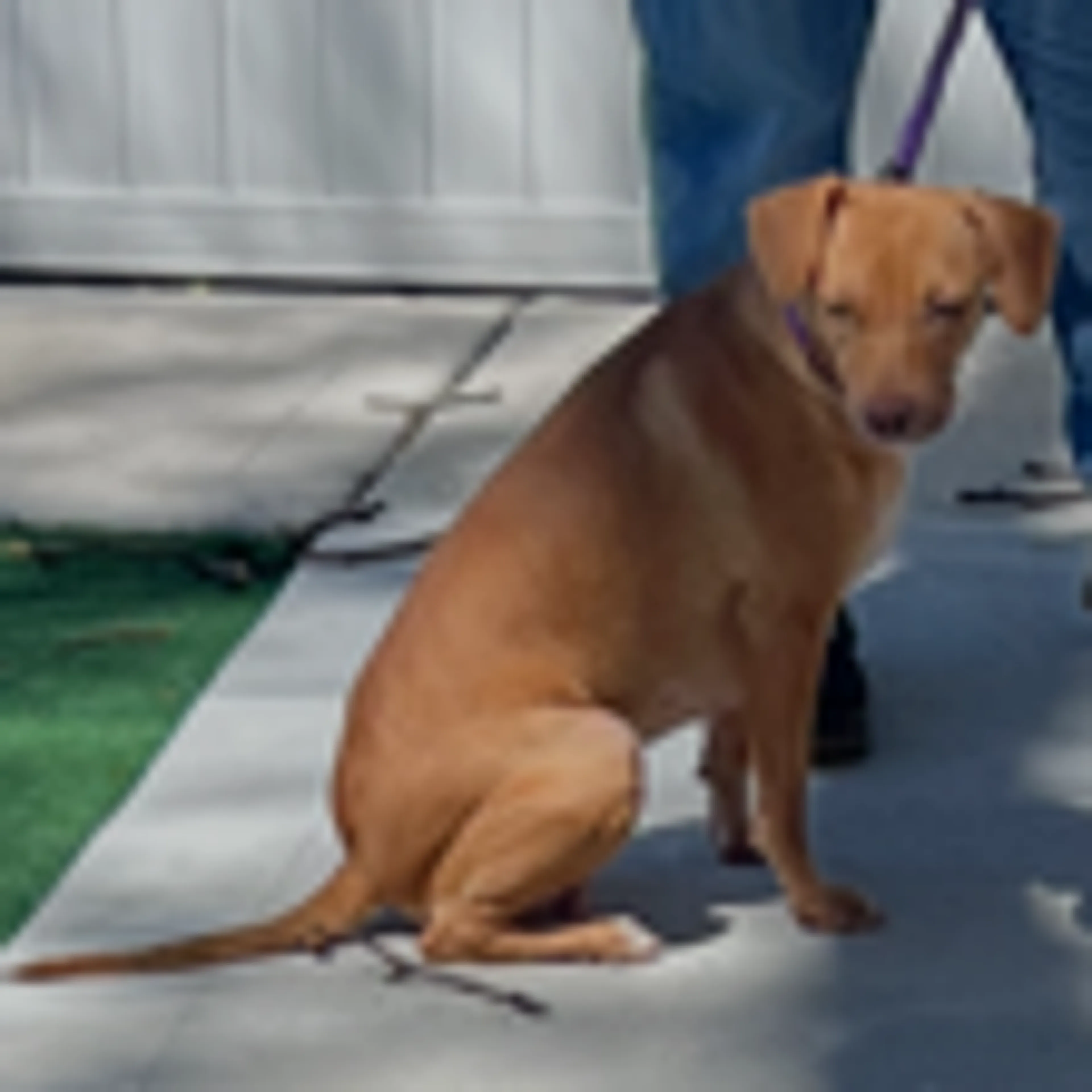 Found pet-4