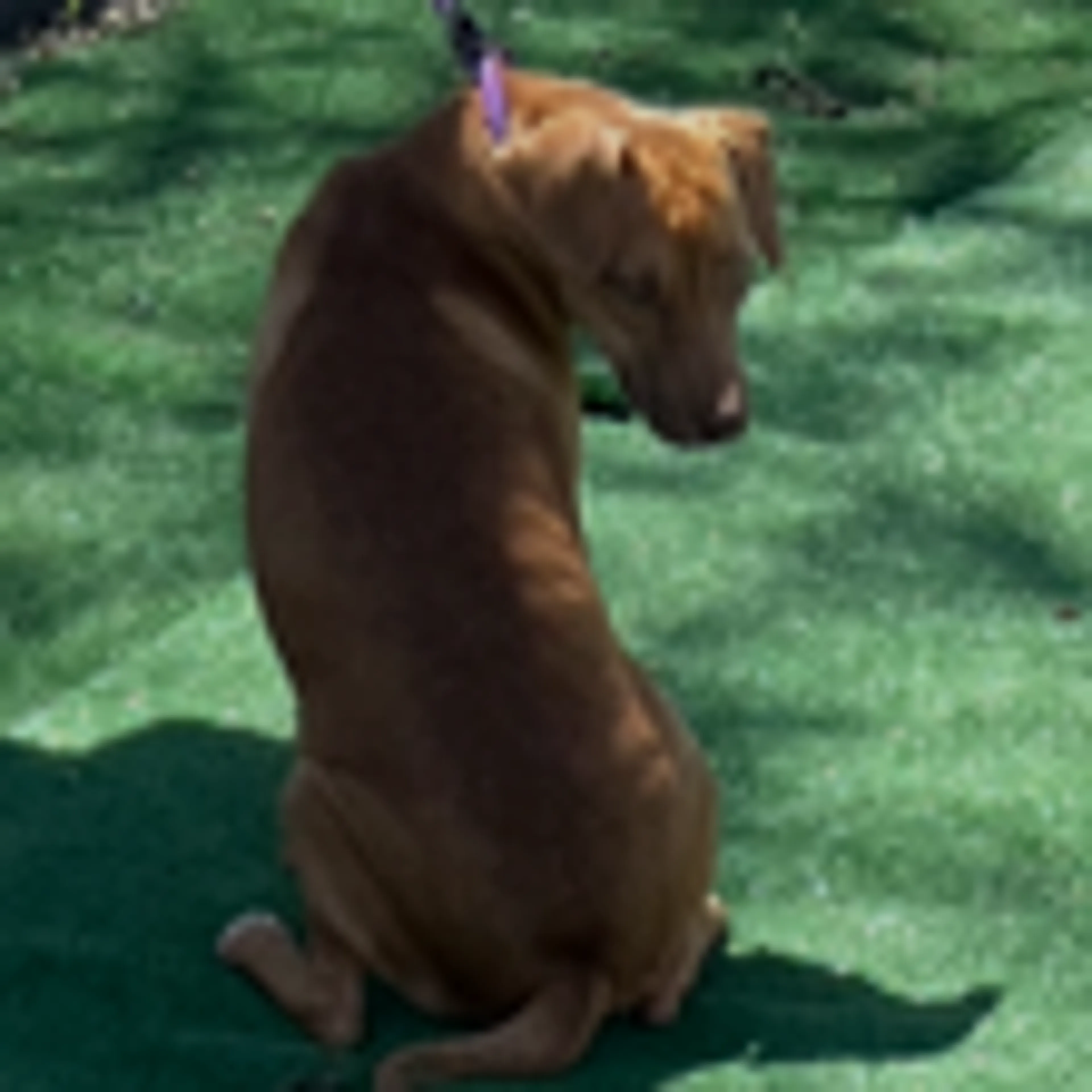 Found pet-7