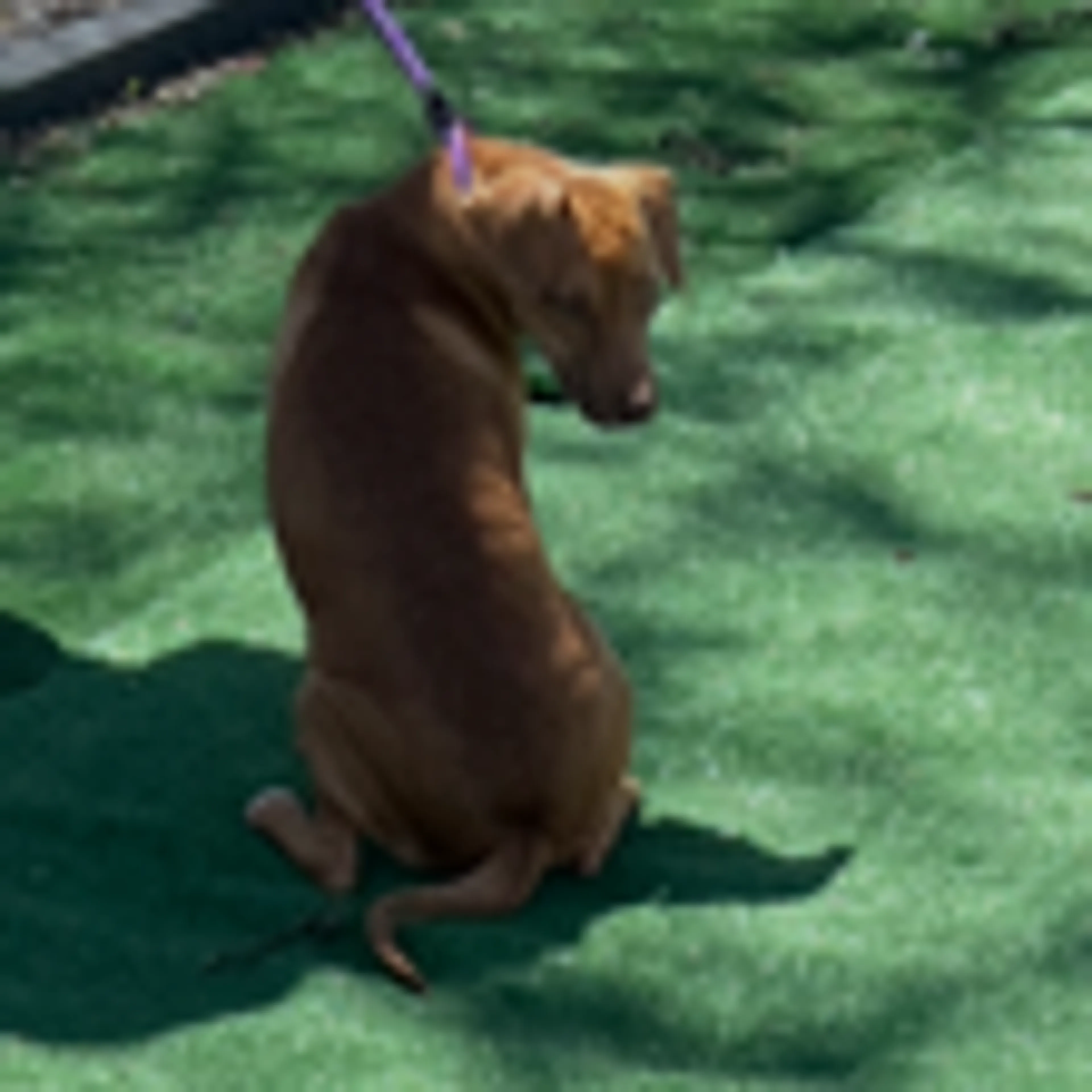 Found pet-2