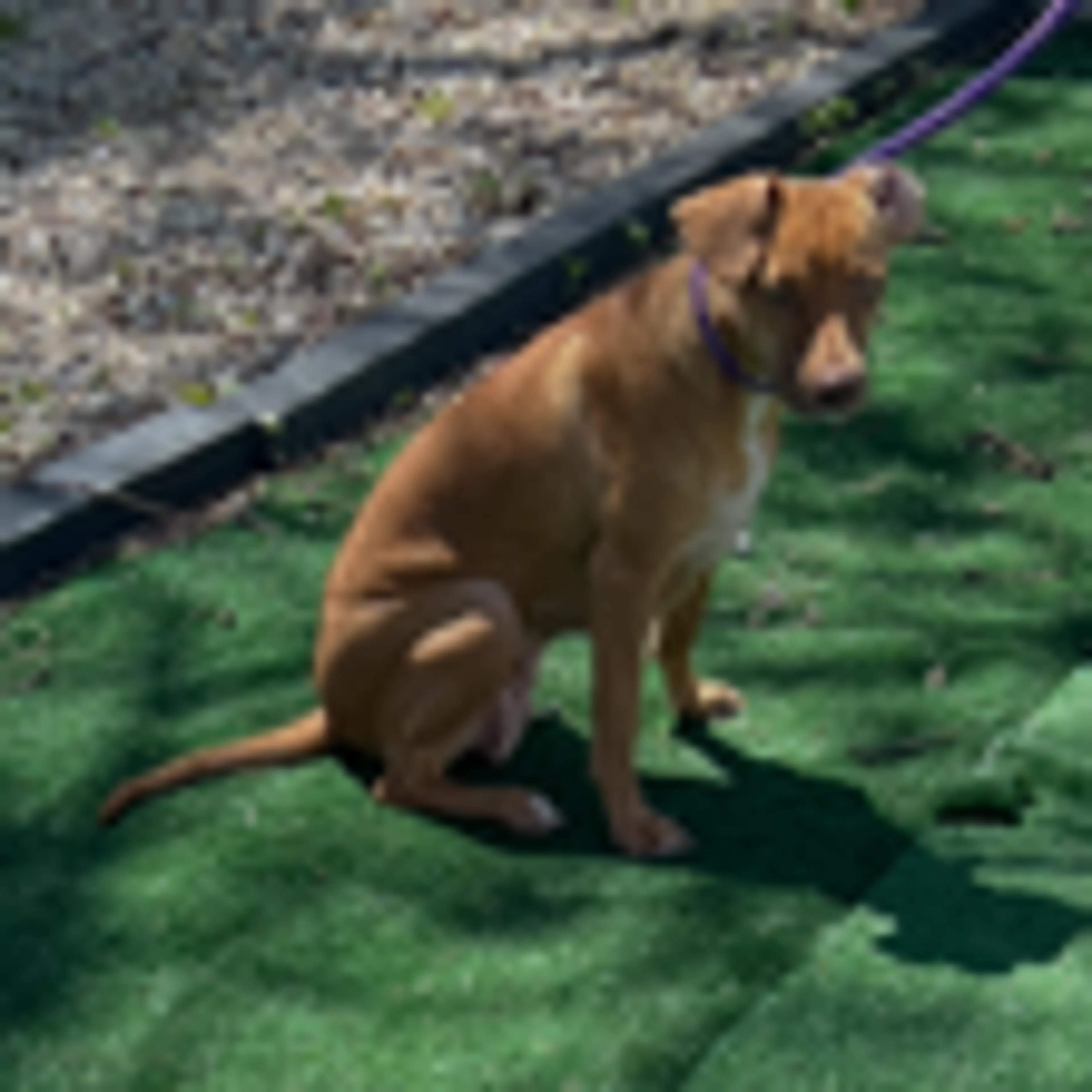 Found pet-3