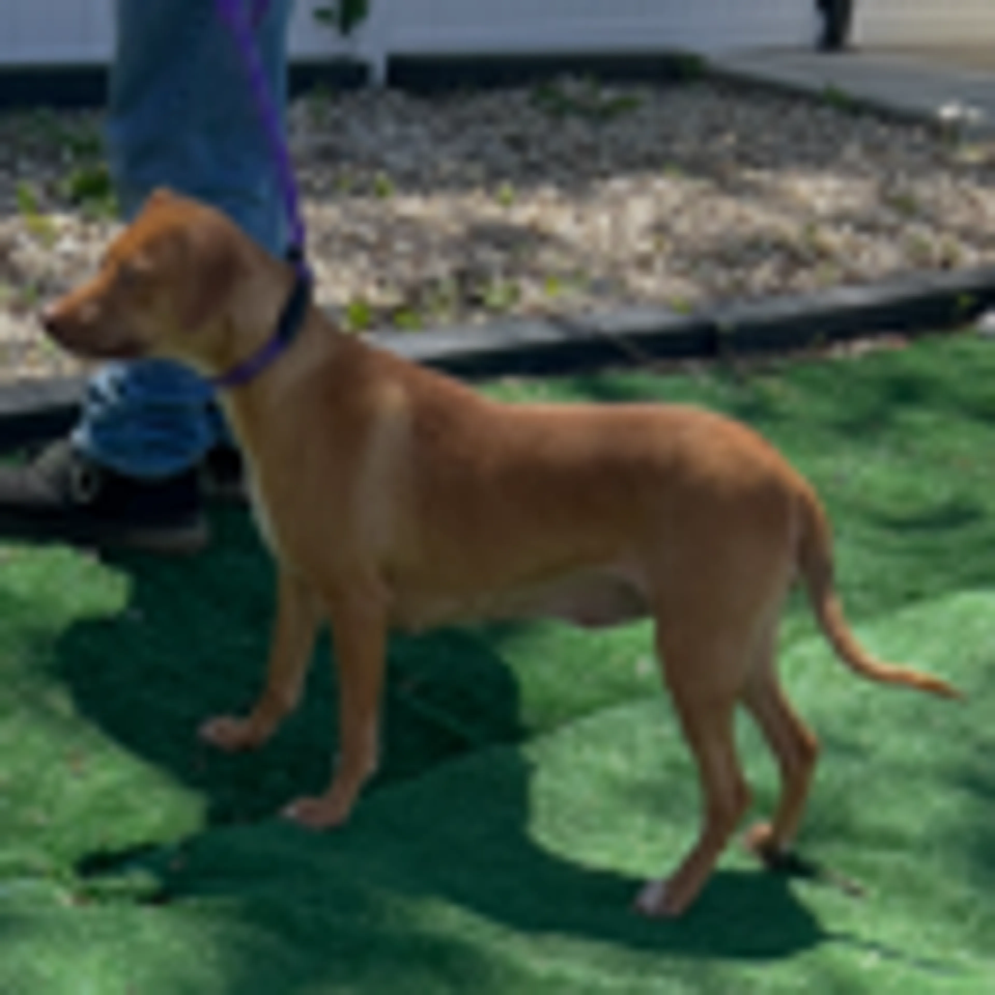 Found pet-5