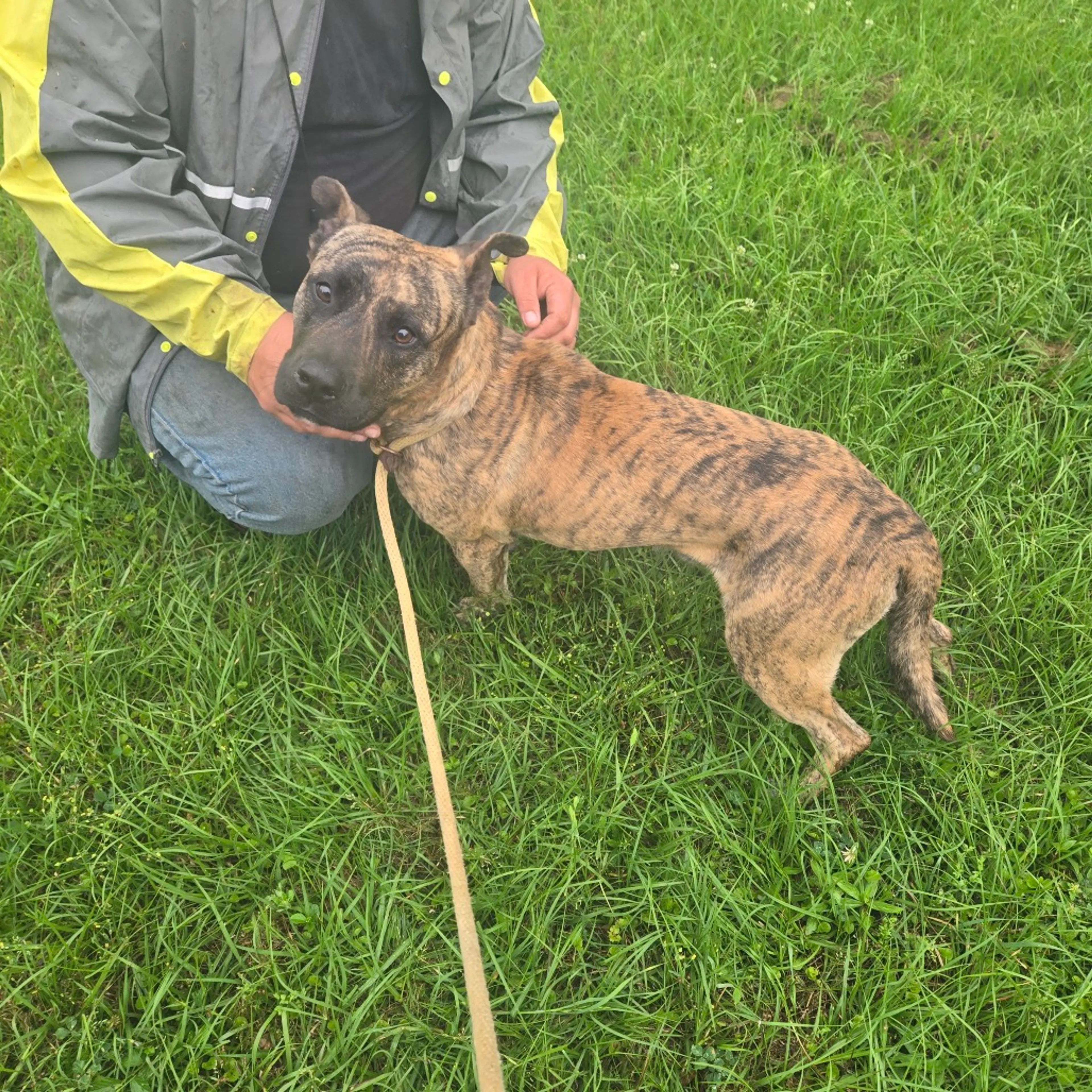 Found pet