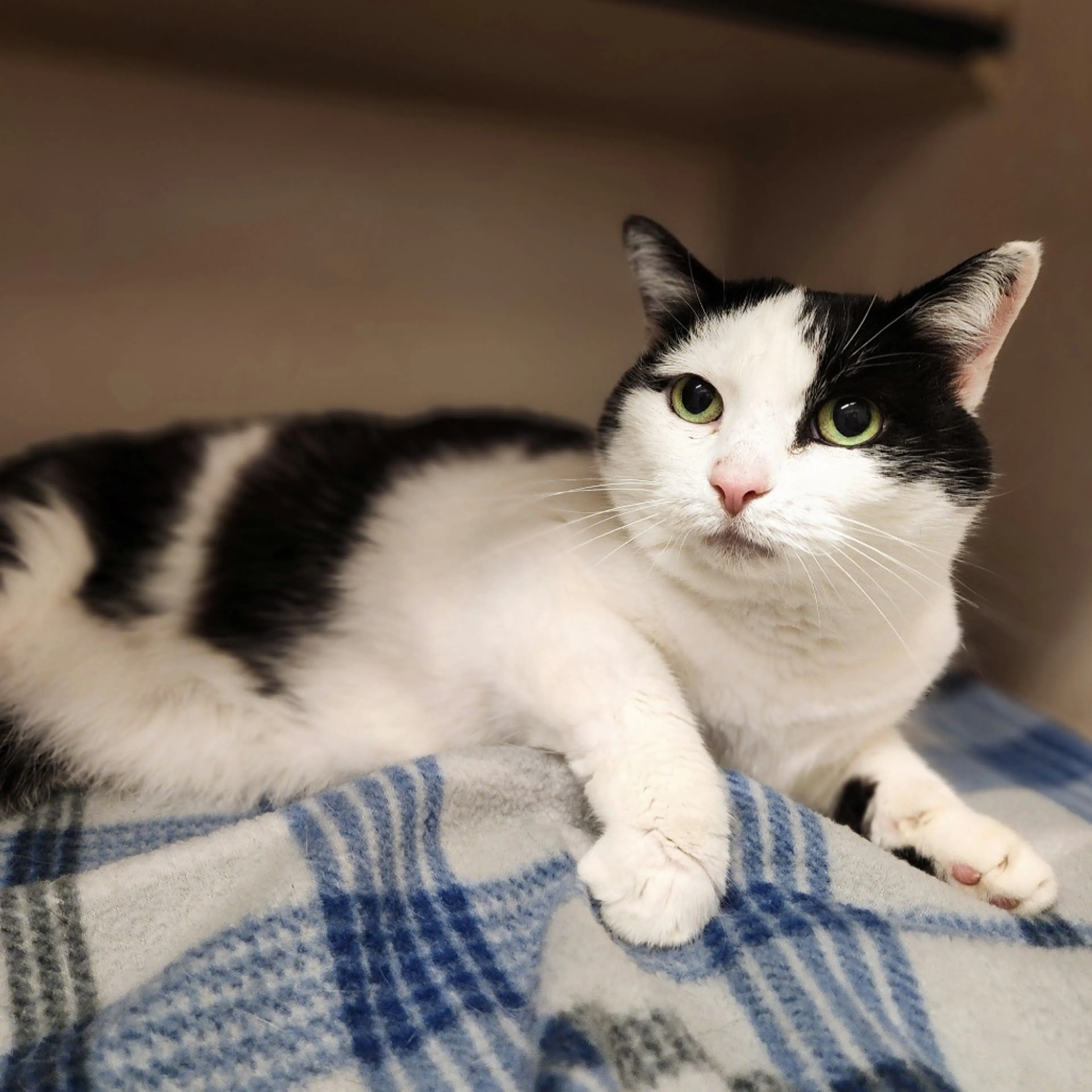 Found pet-2