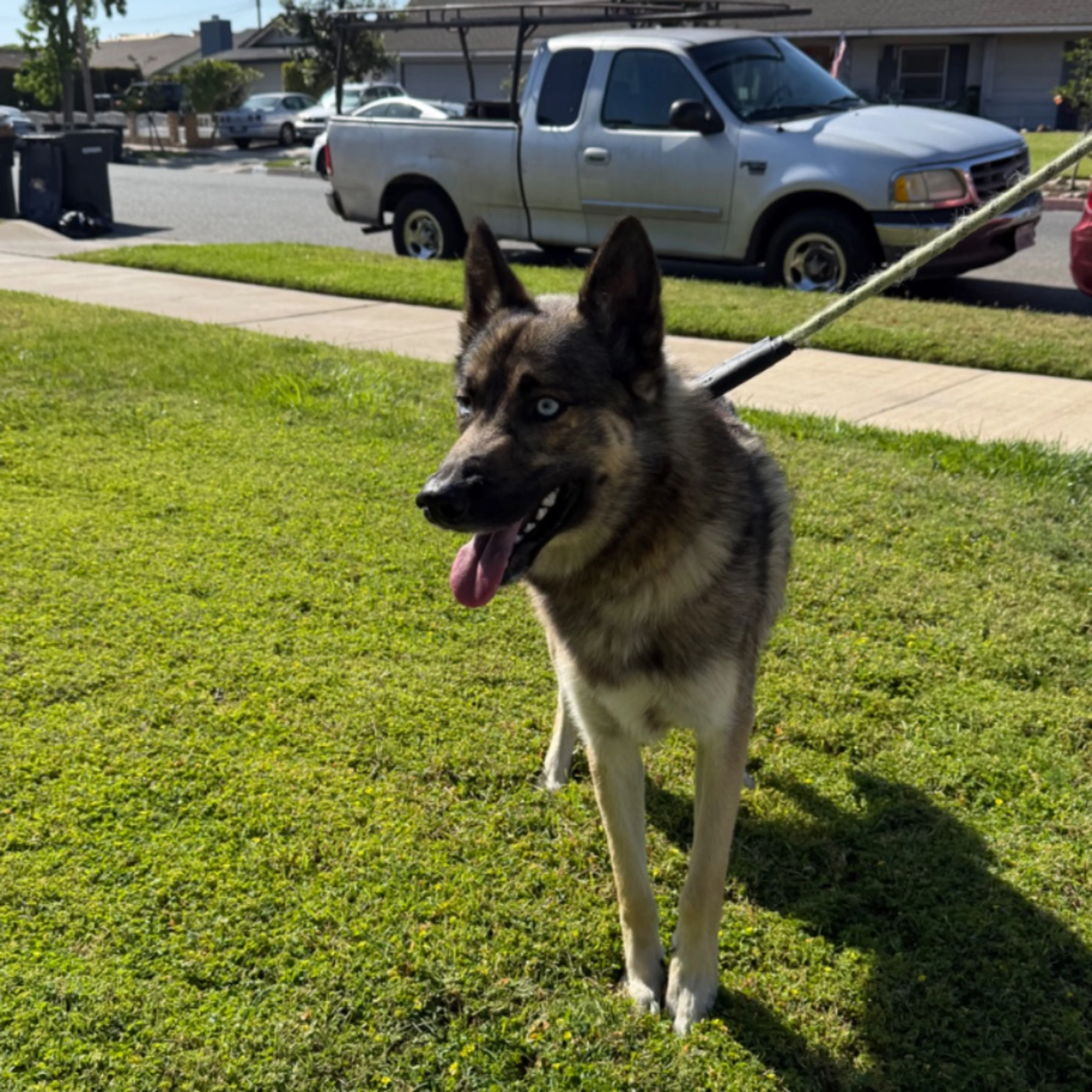 Found pet-0