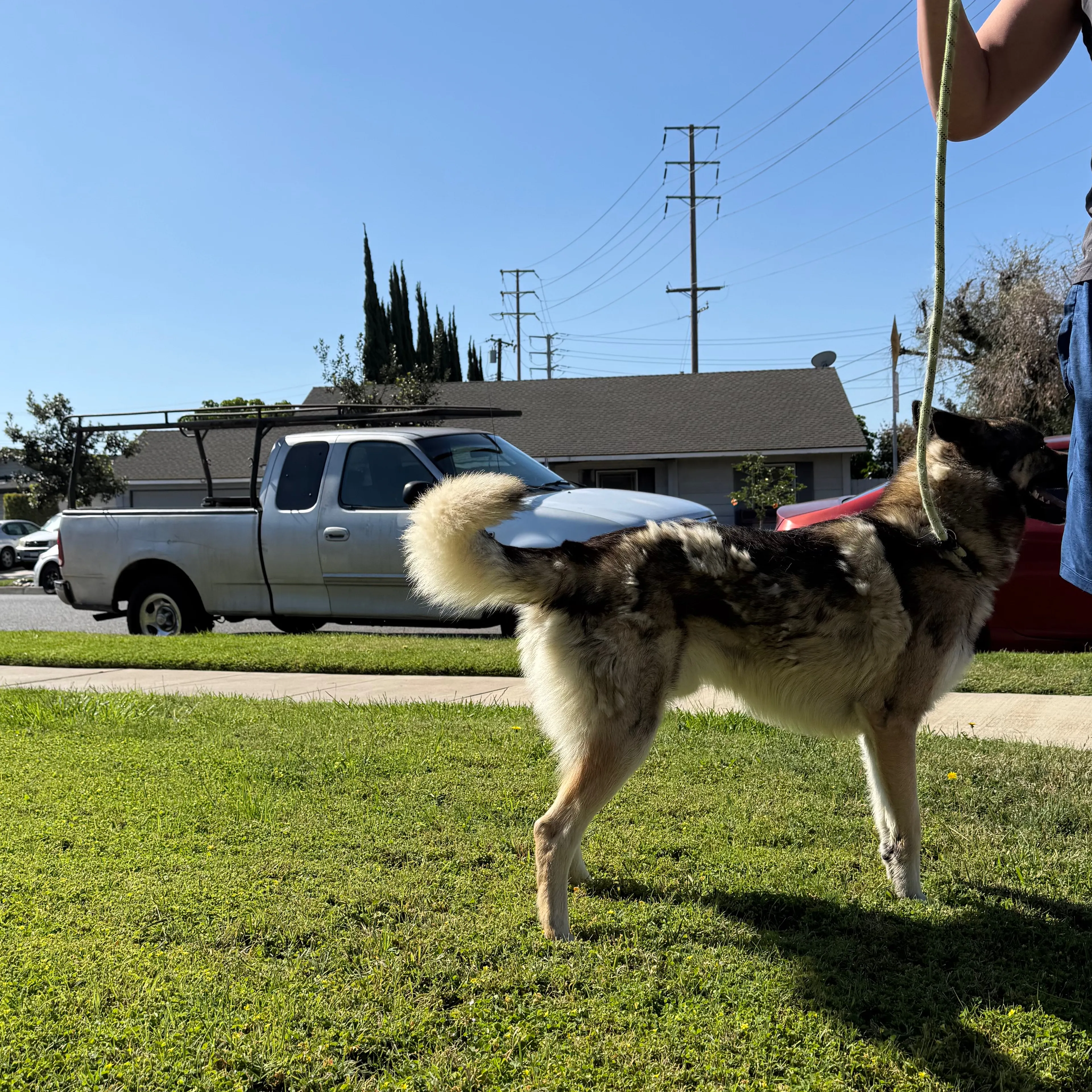 Found pet-1