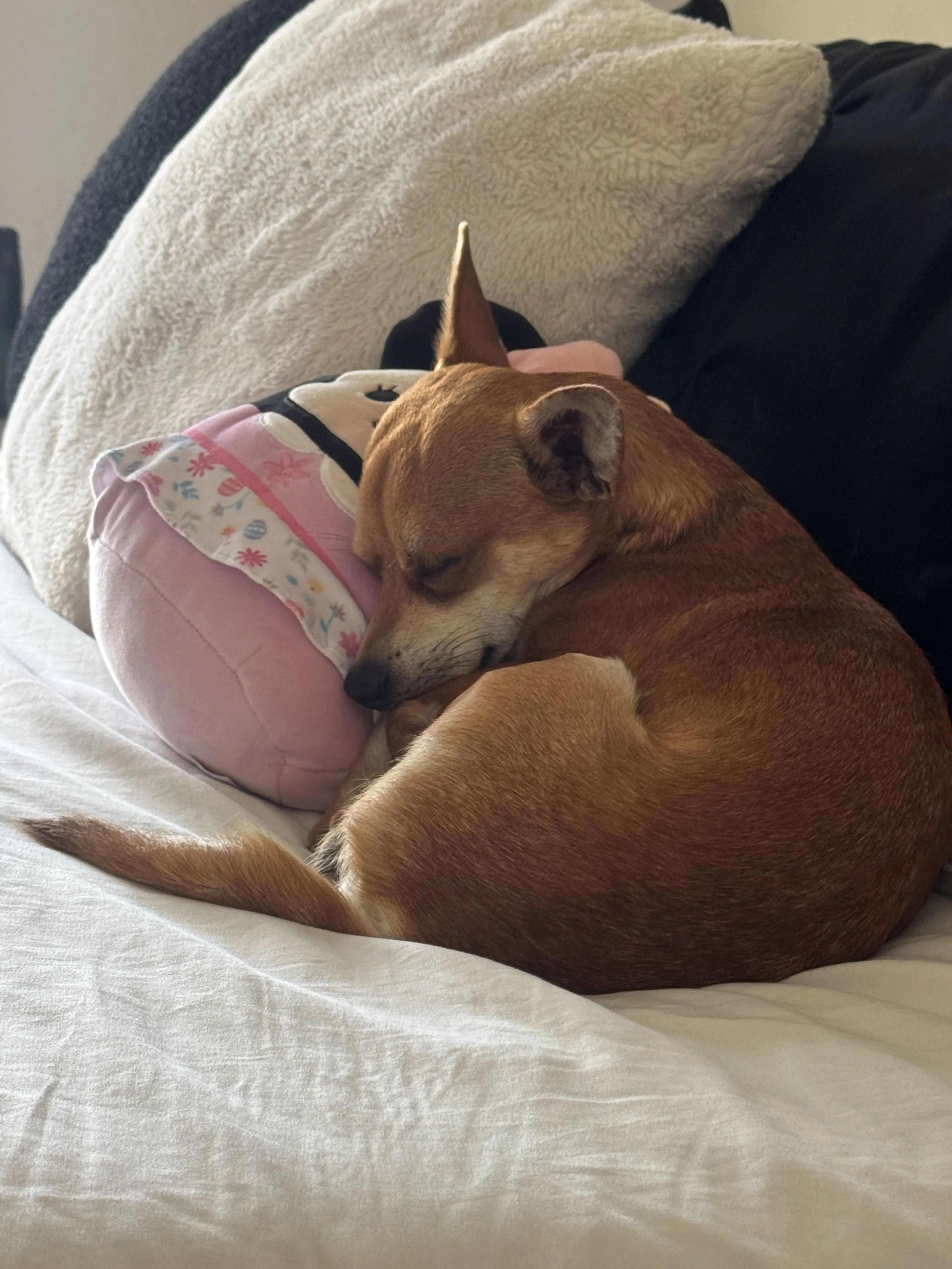 Lost pet