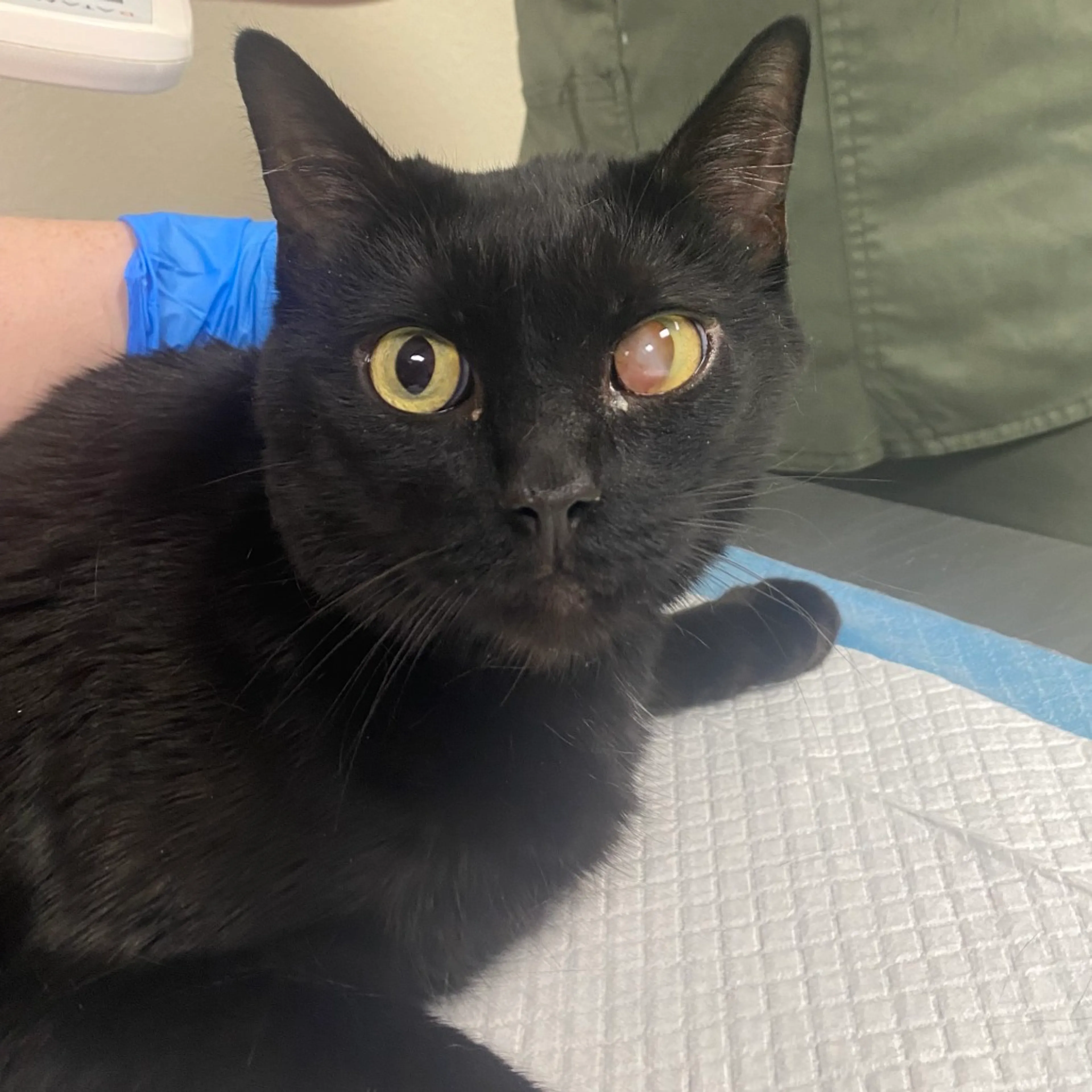 Found pet