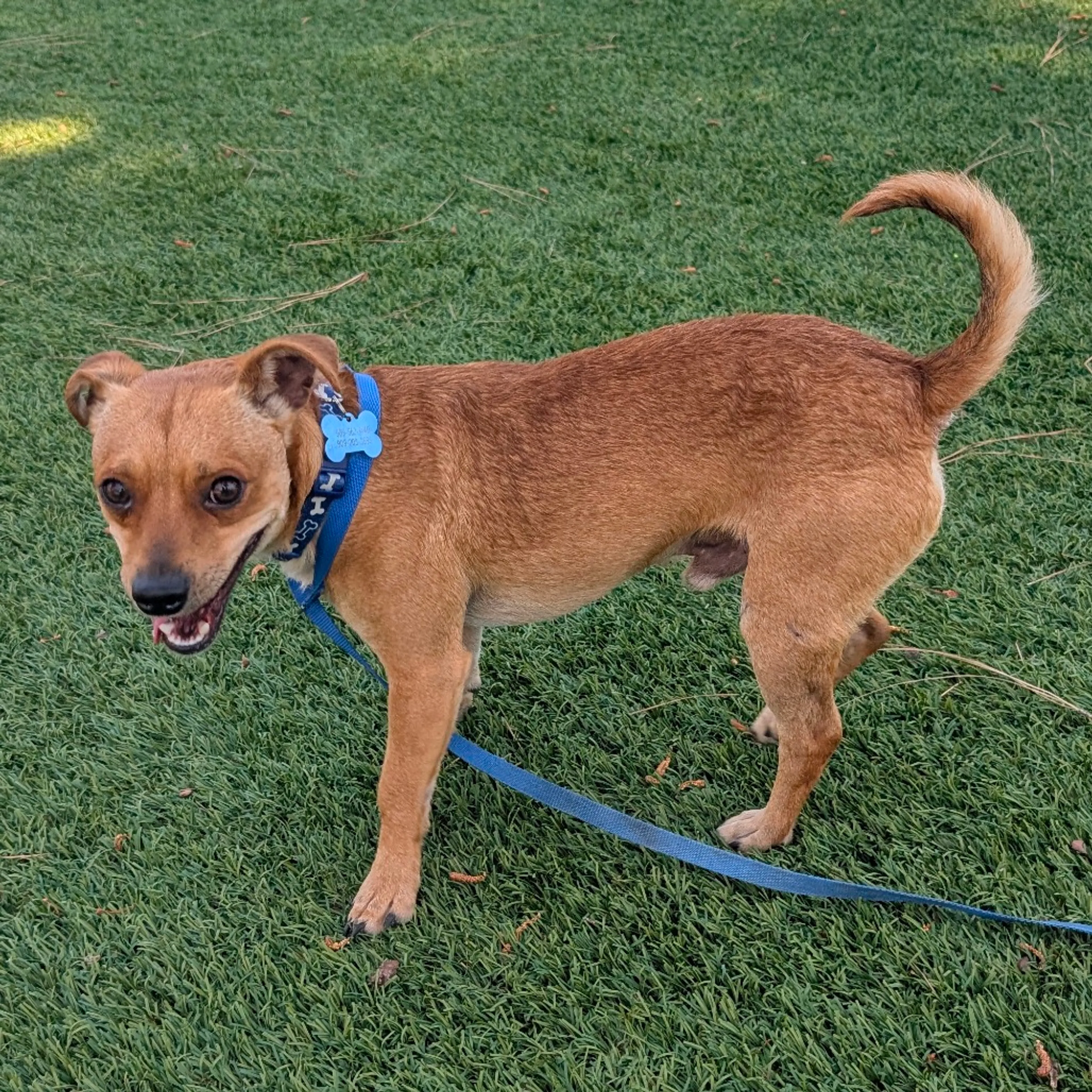 Found pet-8