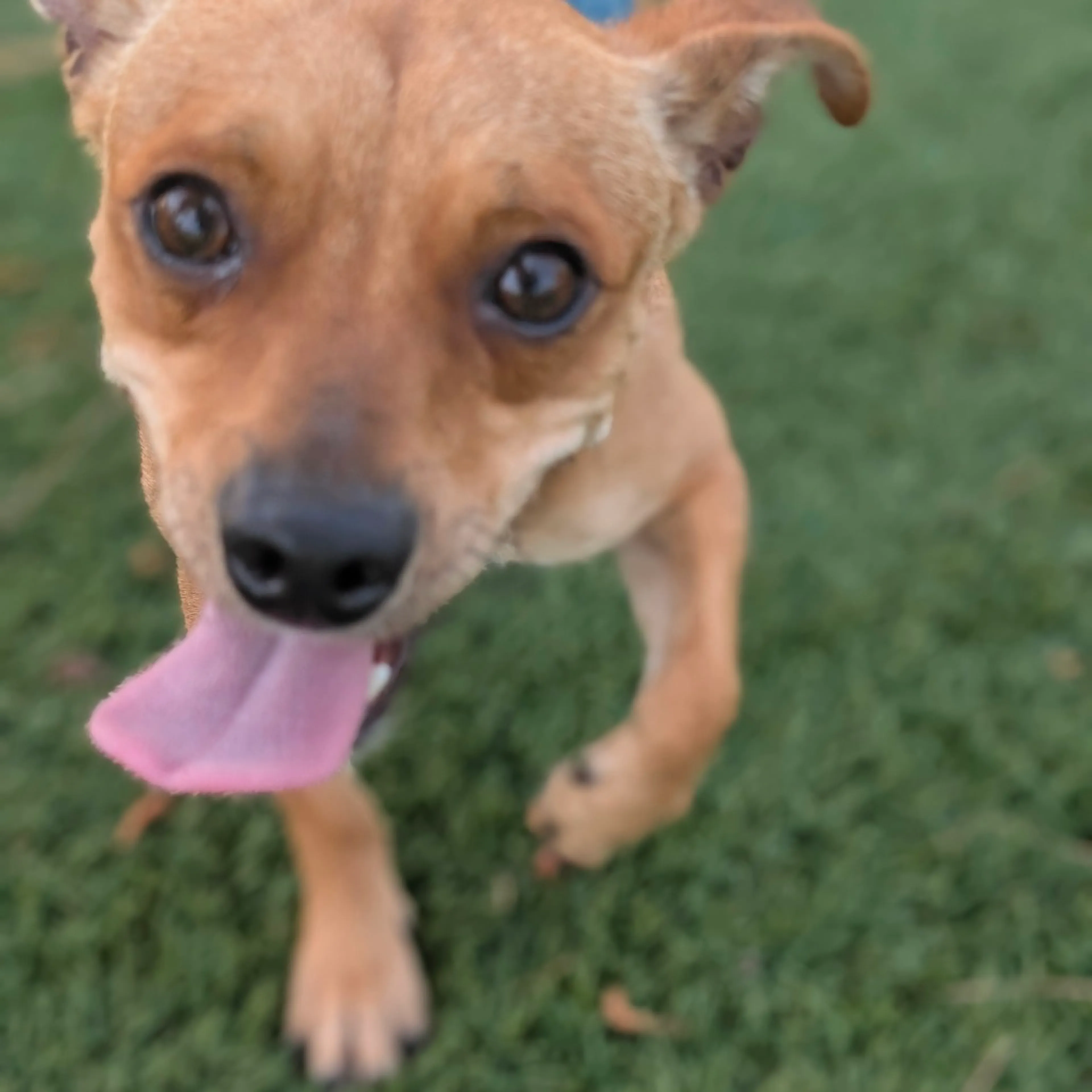 Found pet-7