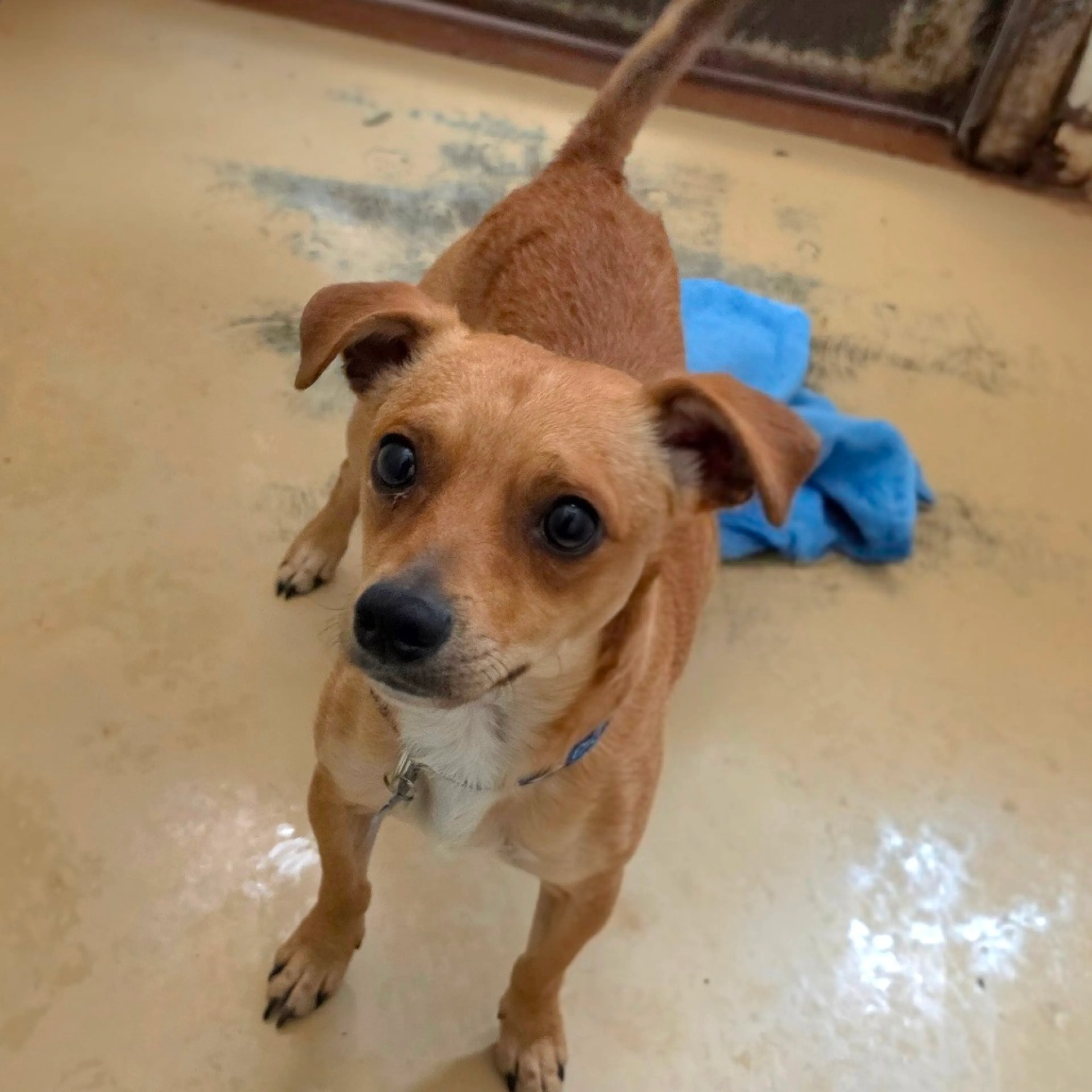 Found pet-1
