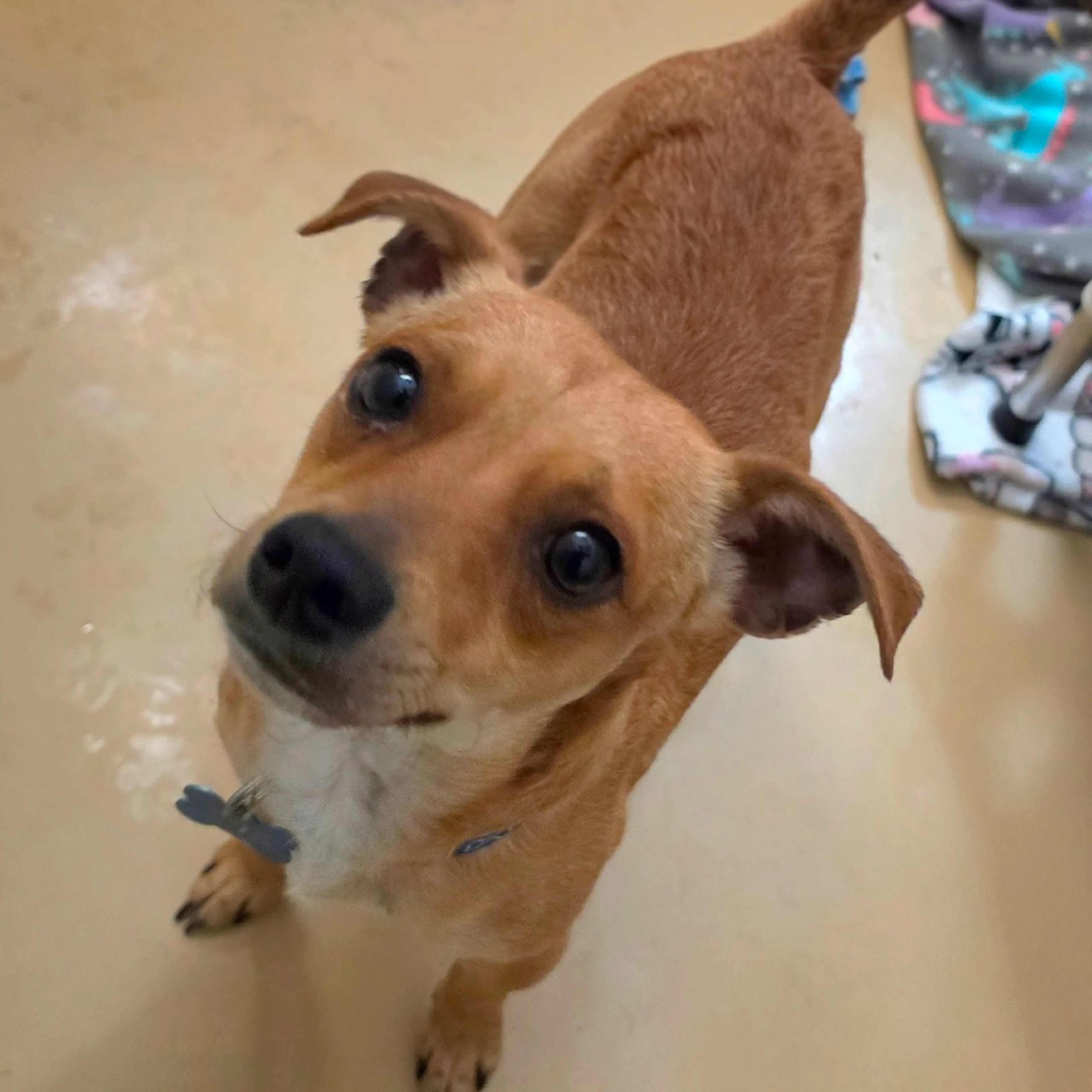 Found pet-2