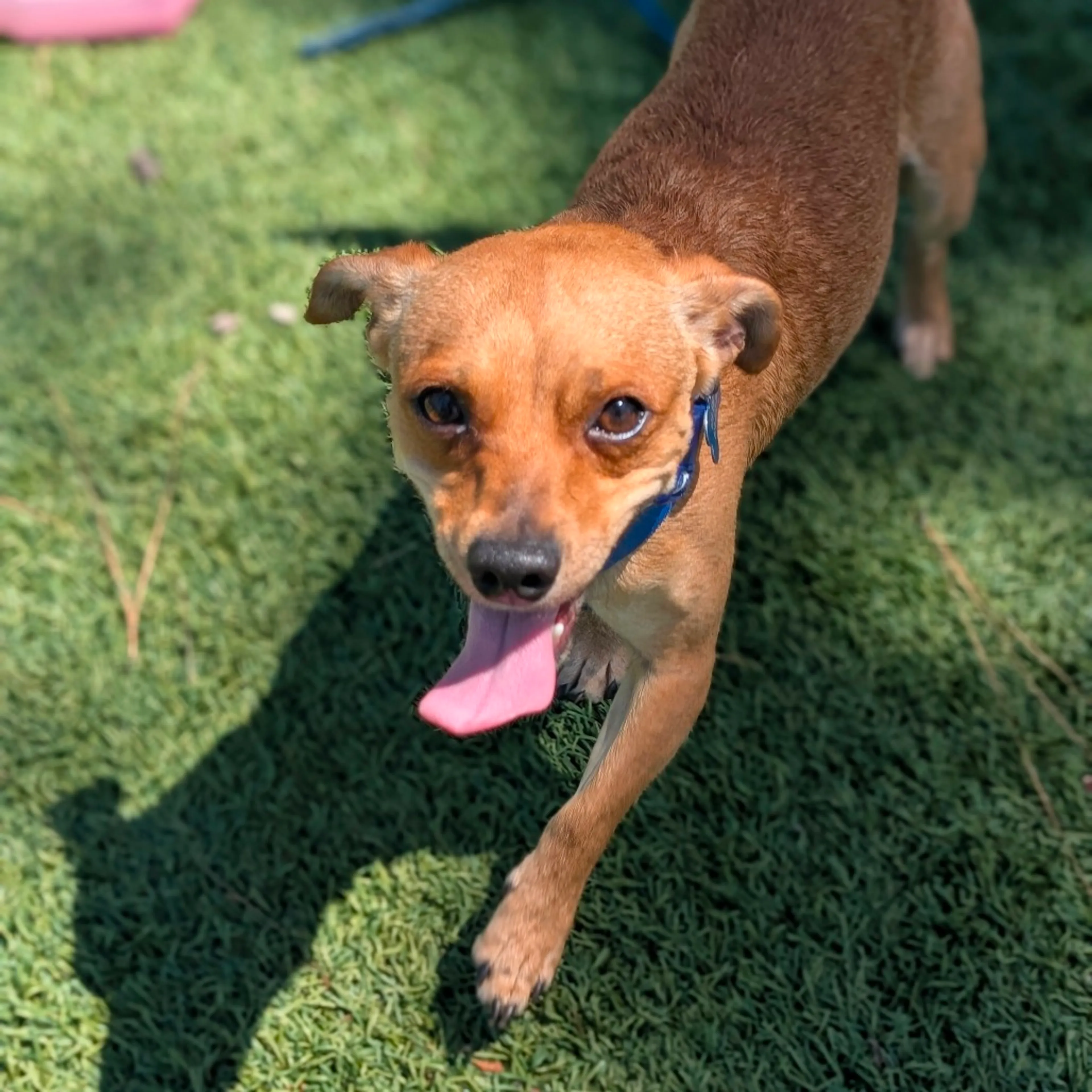 Found pet-6