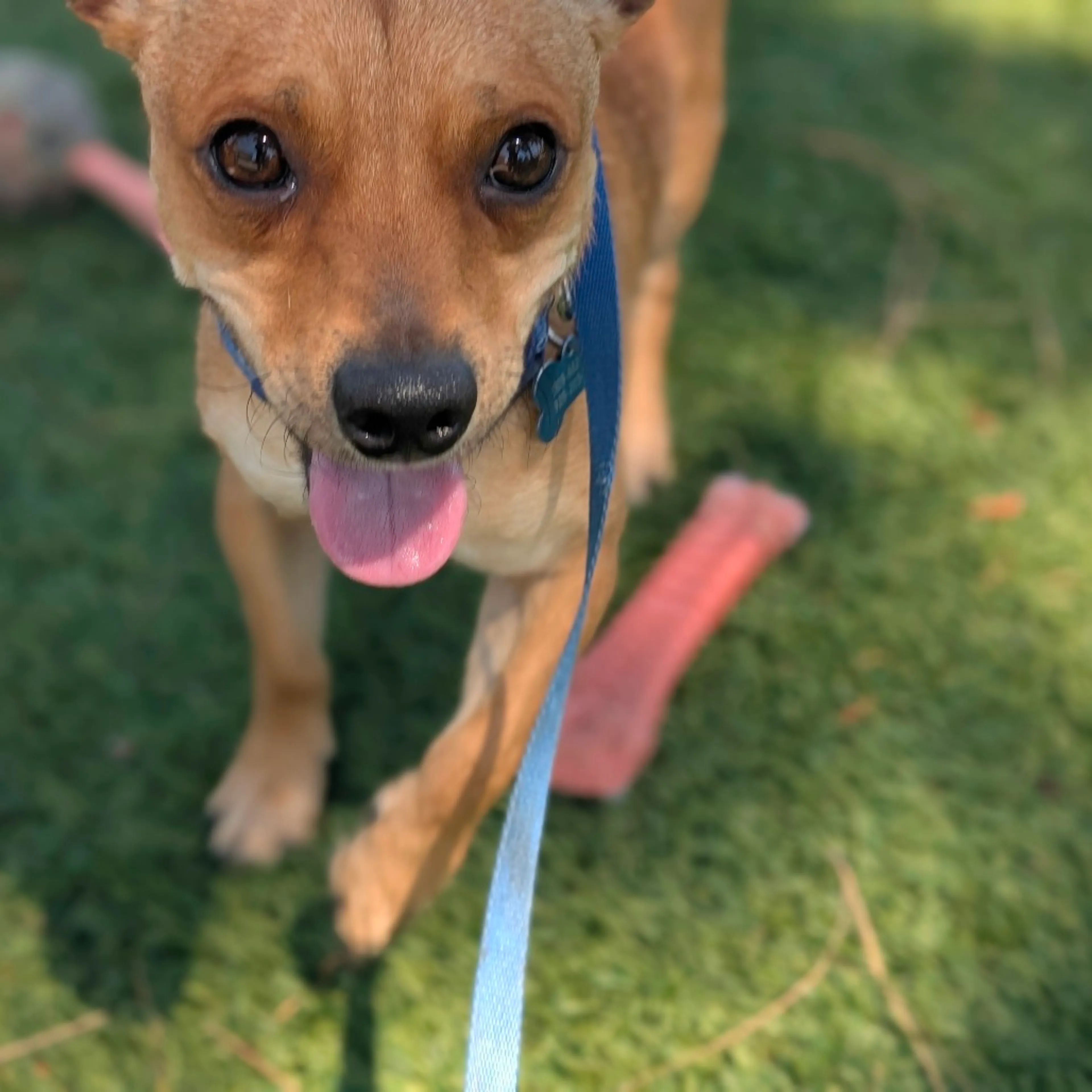 Found pet-3