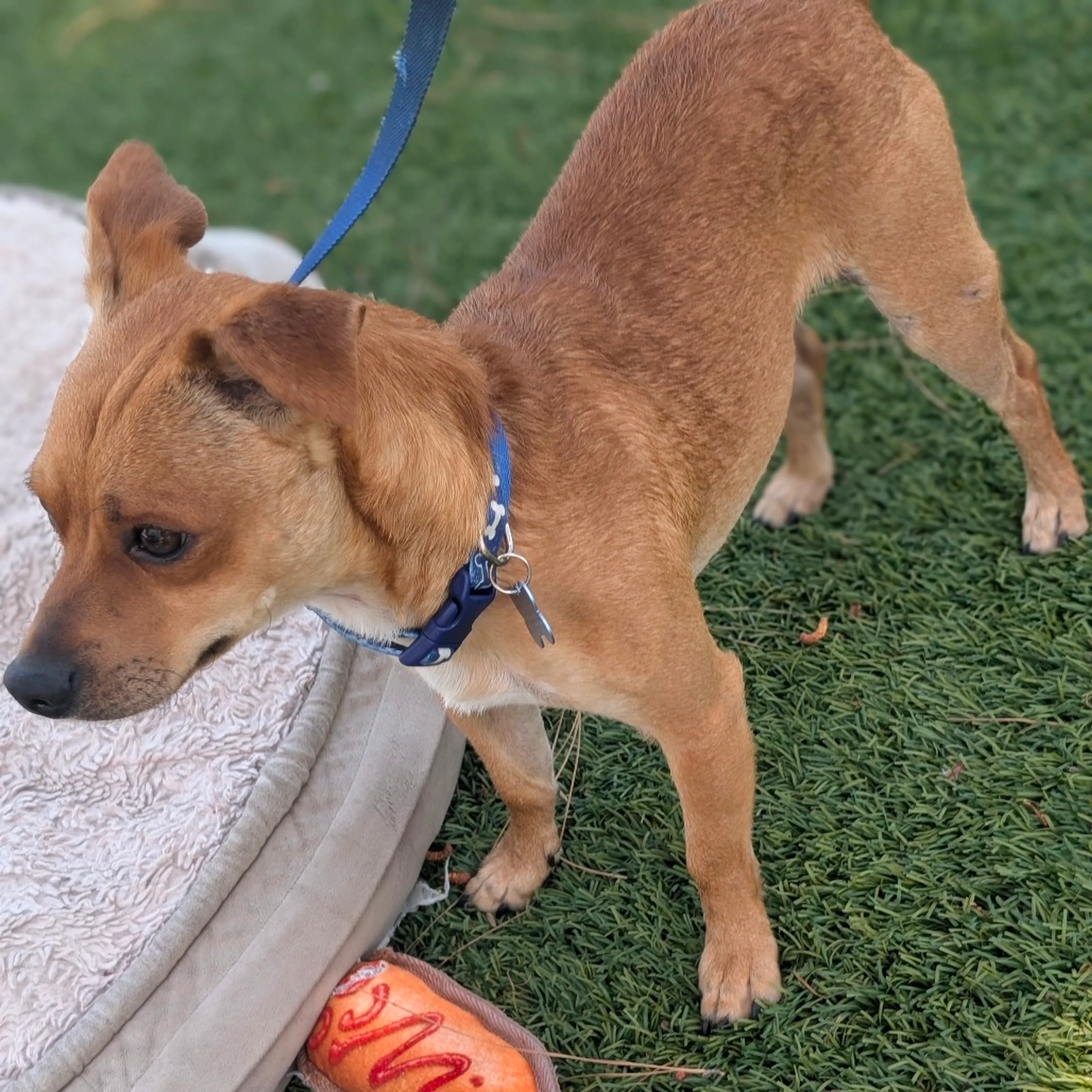 Found pet-5