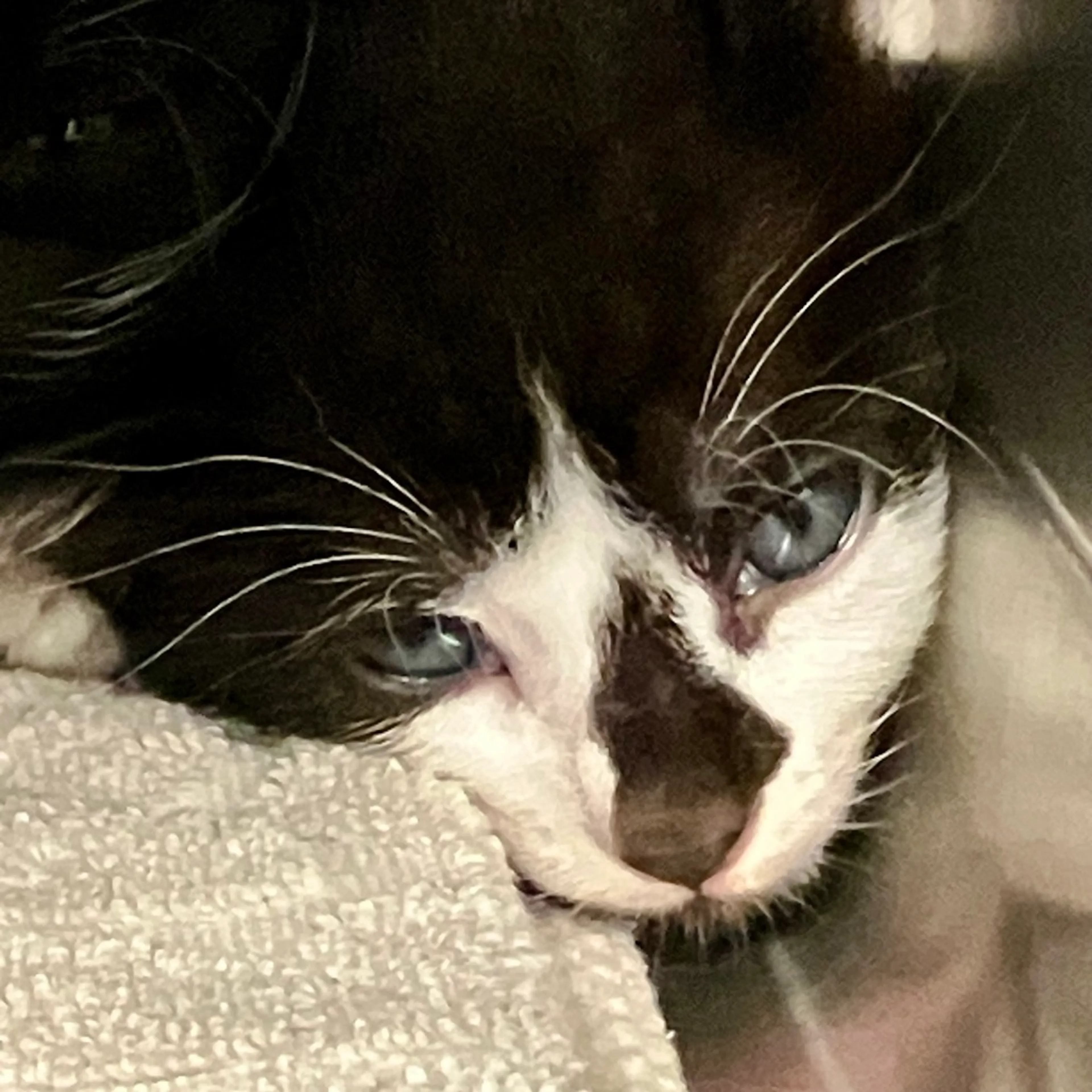 Found pet