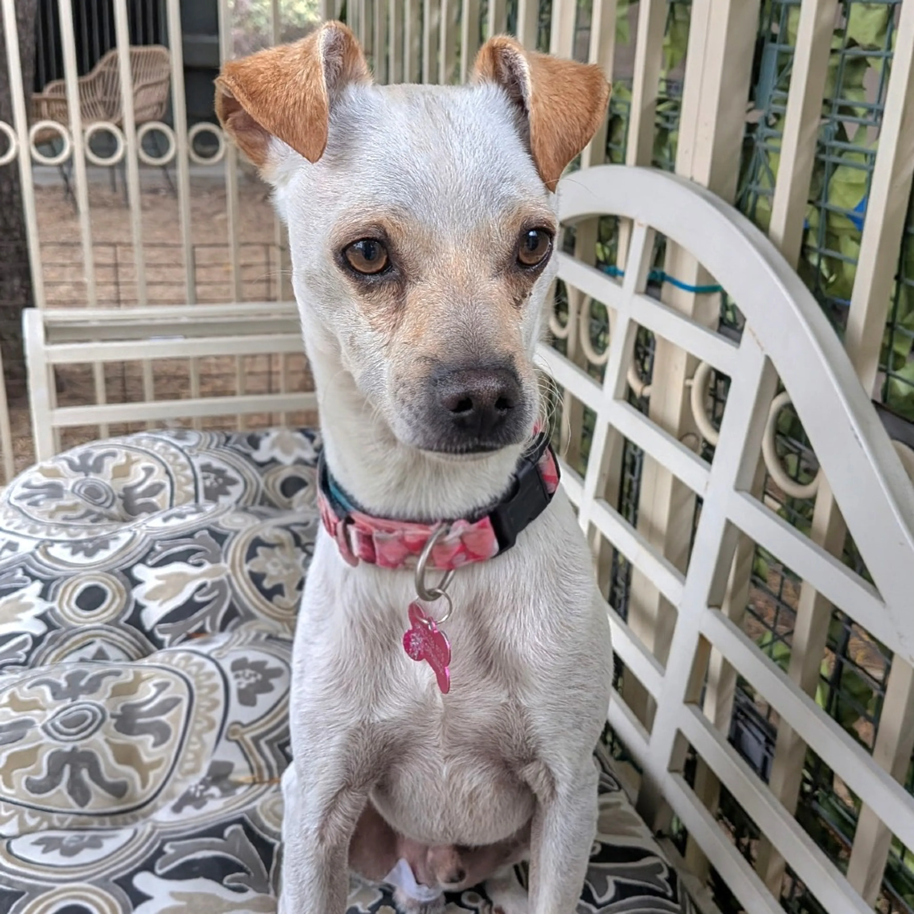 Found pet-4