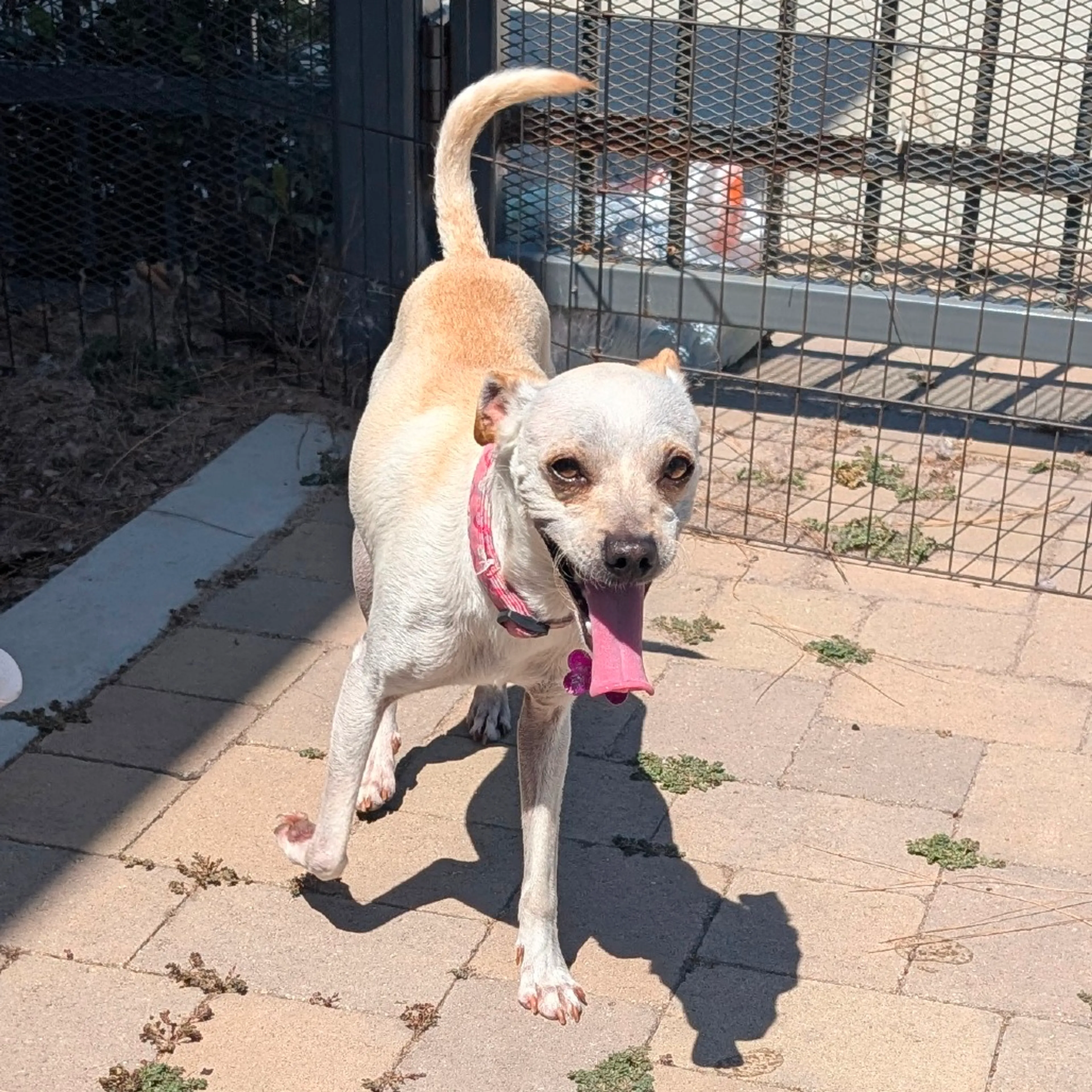 Found pet-9