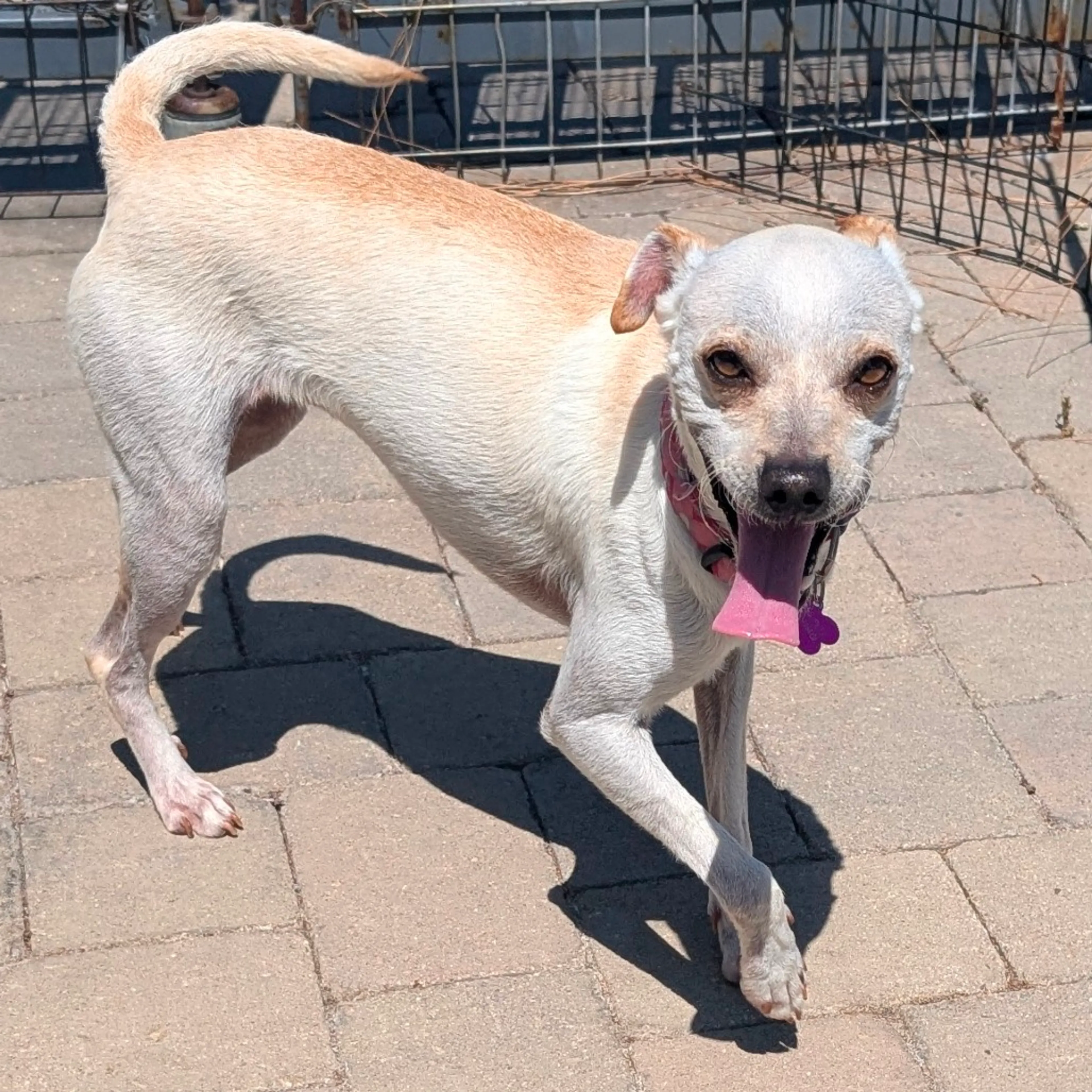 Found pet-6