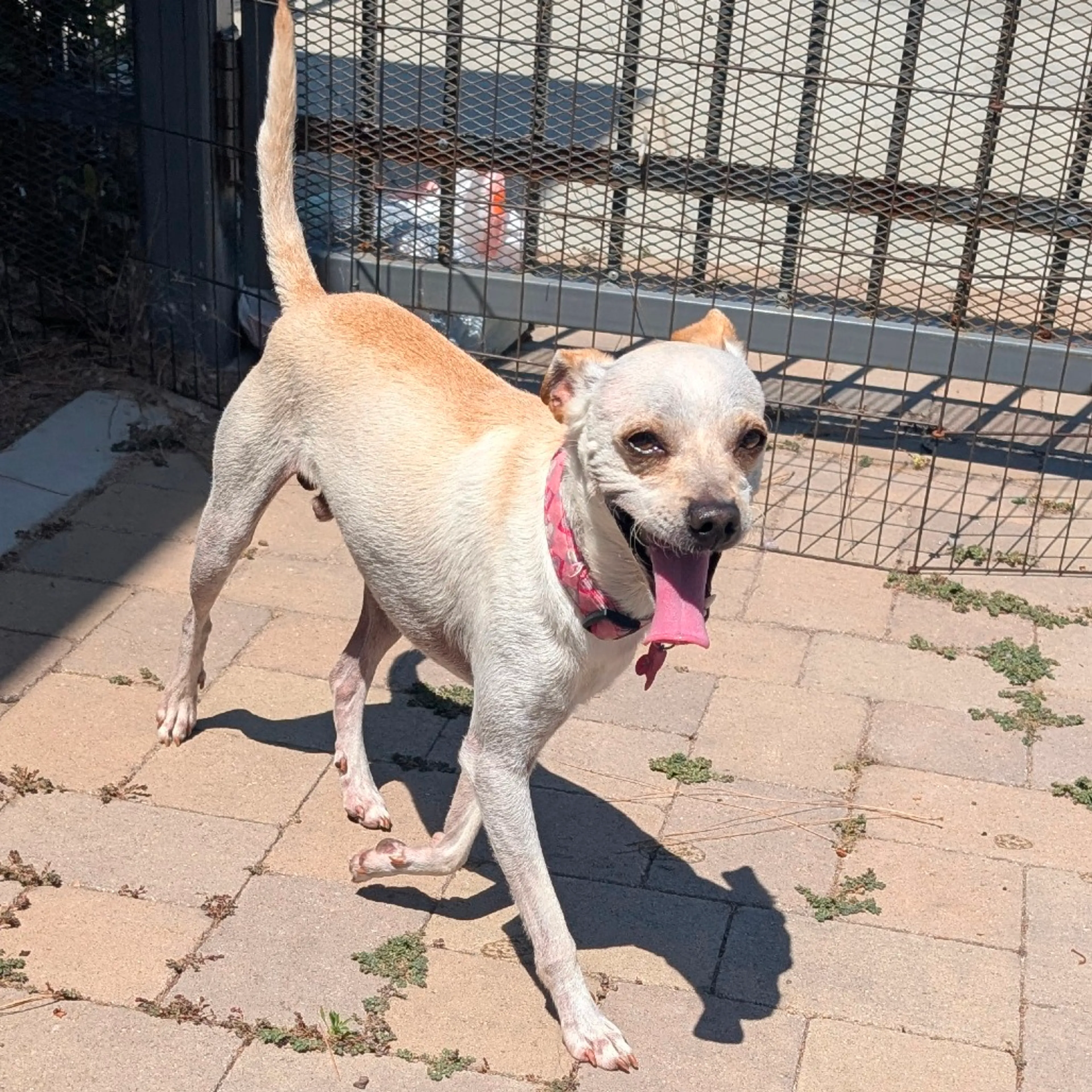 Found pet-8