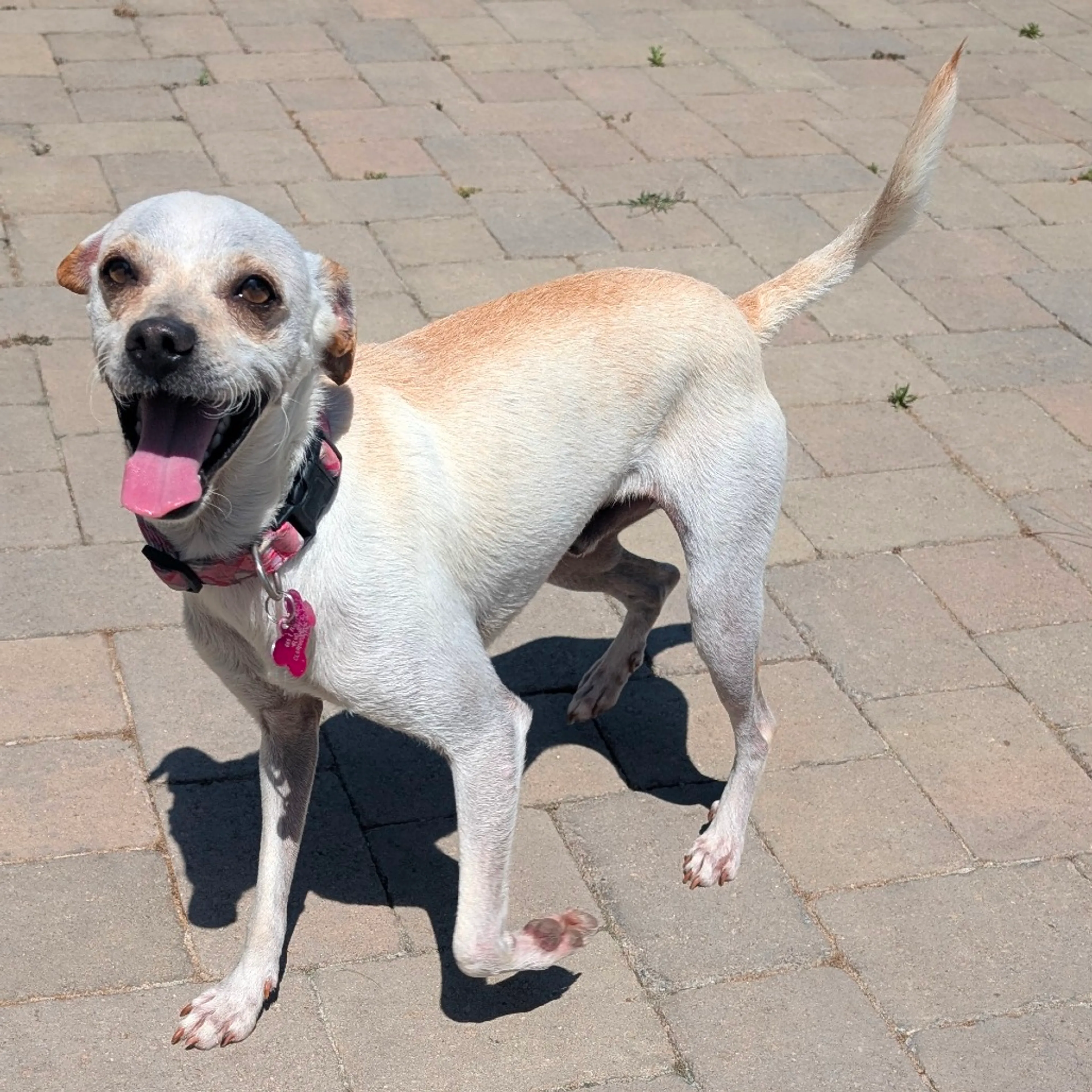 Found pet-11