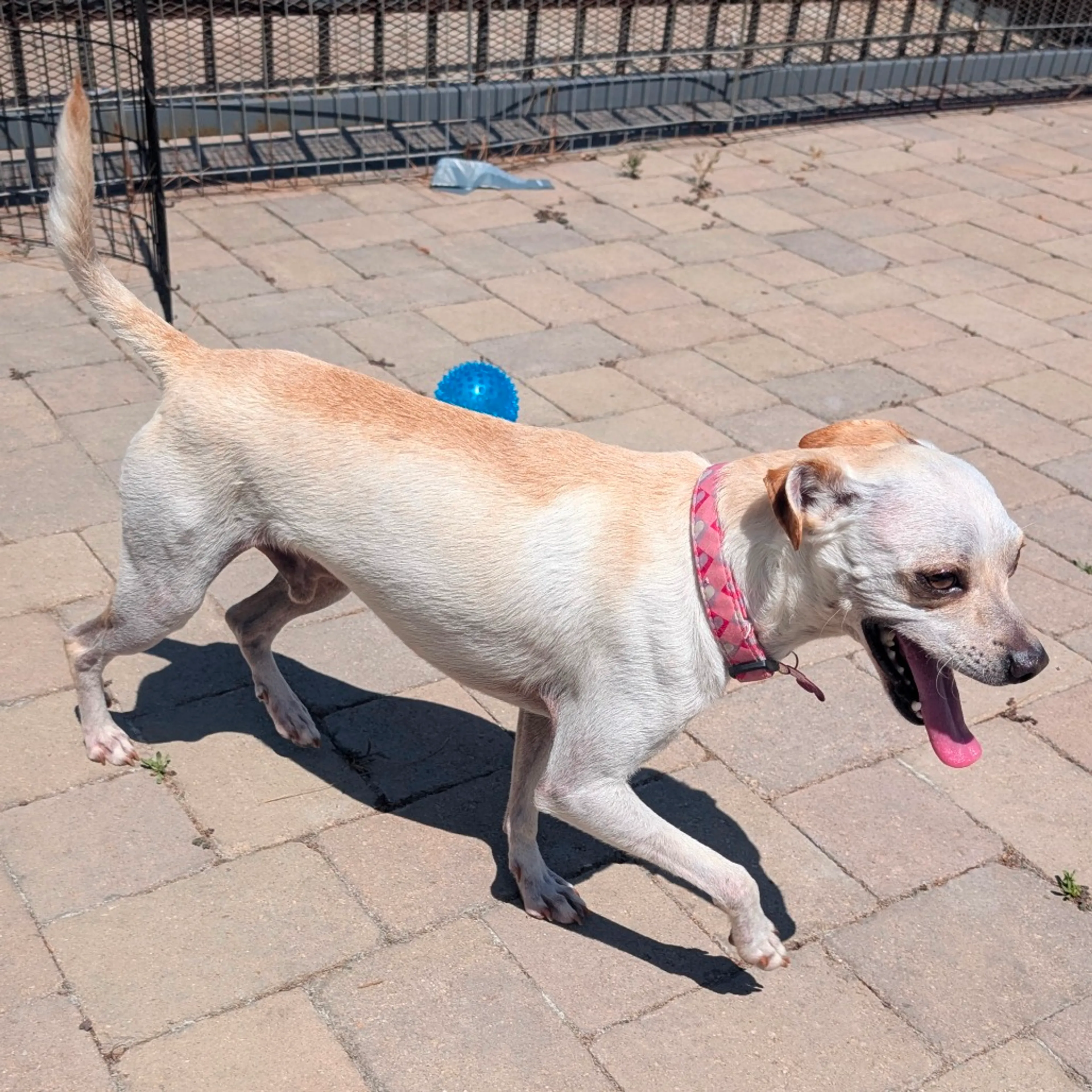 Found pet-5