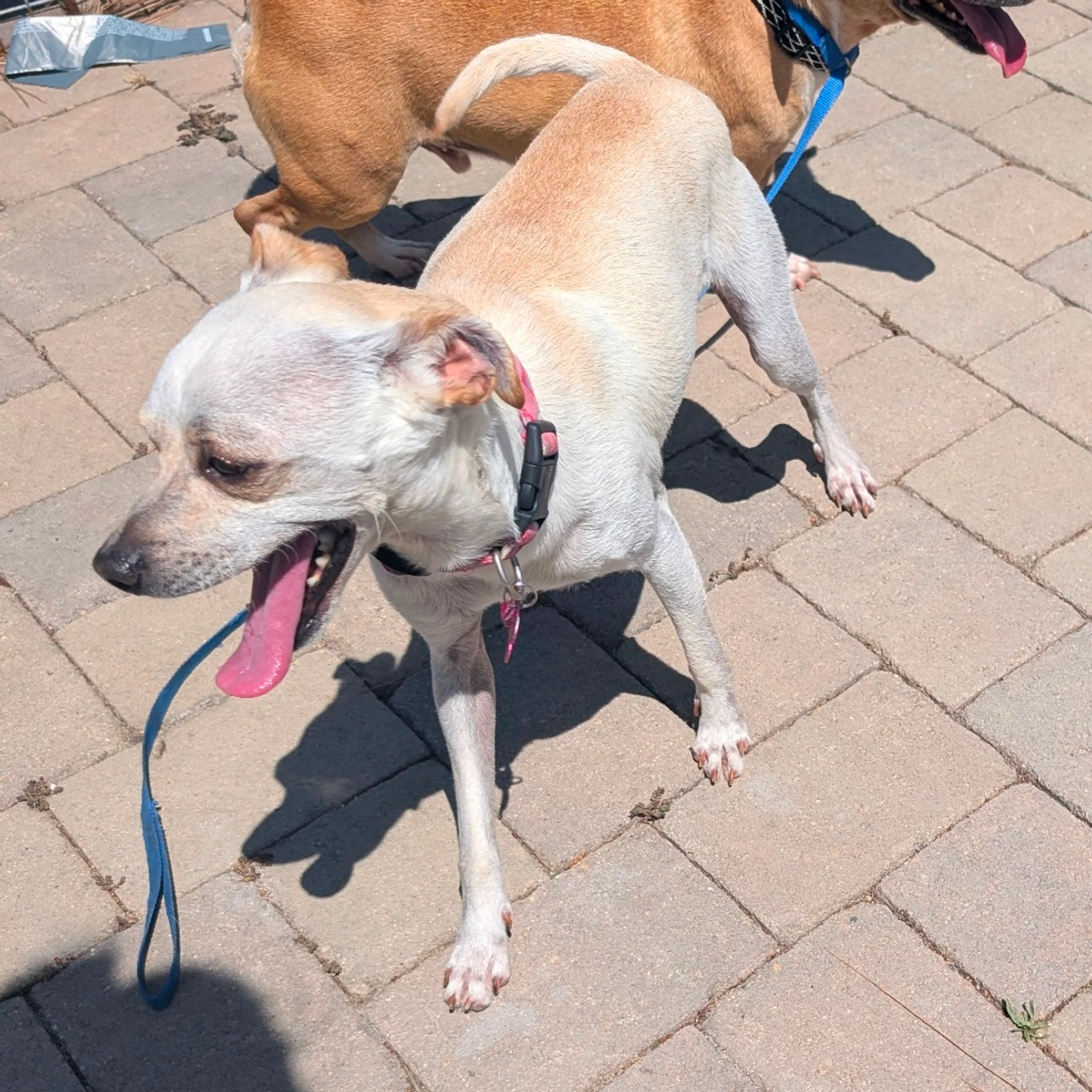 Found pet-7