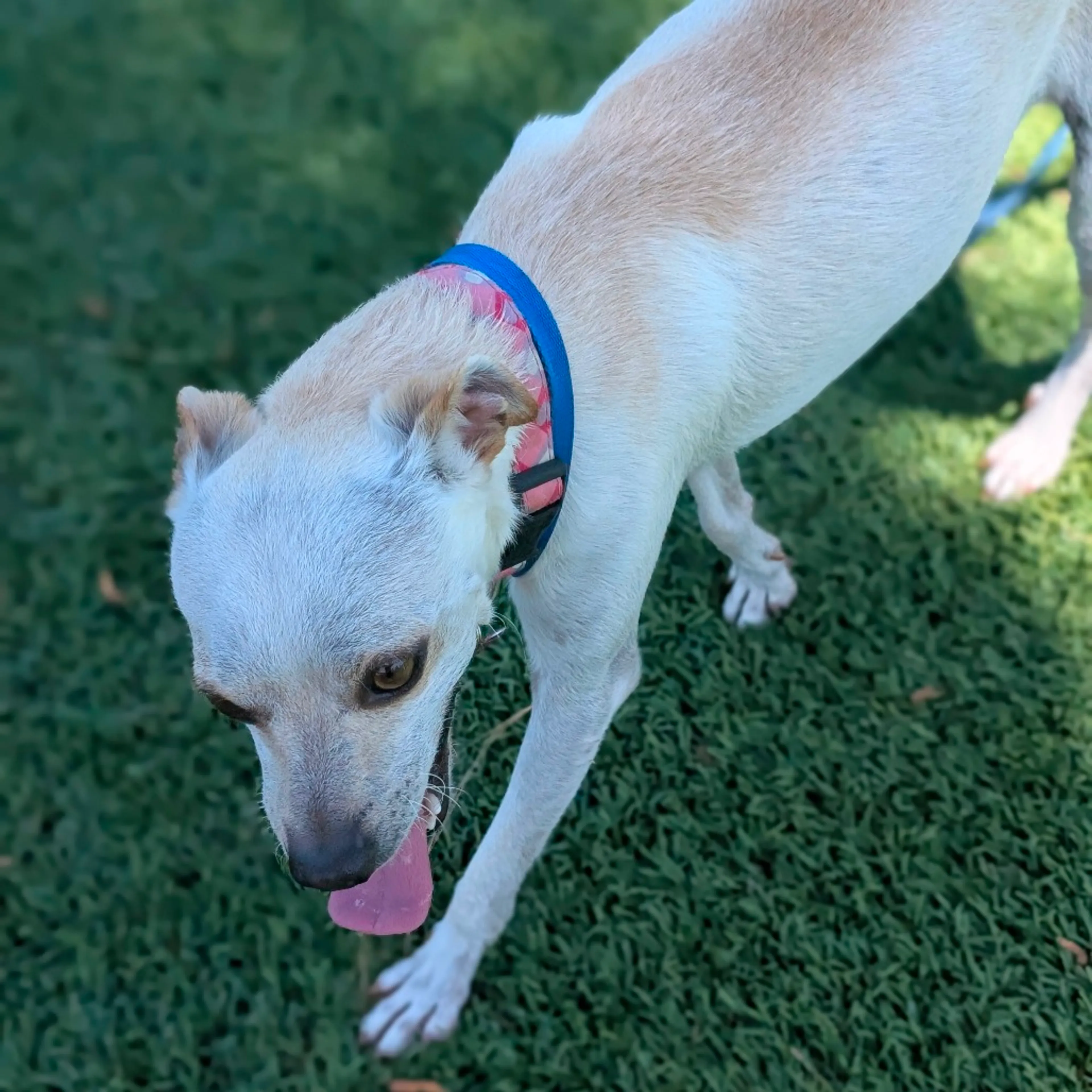 Found pet-14