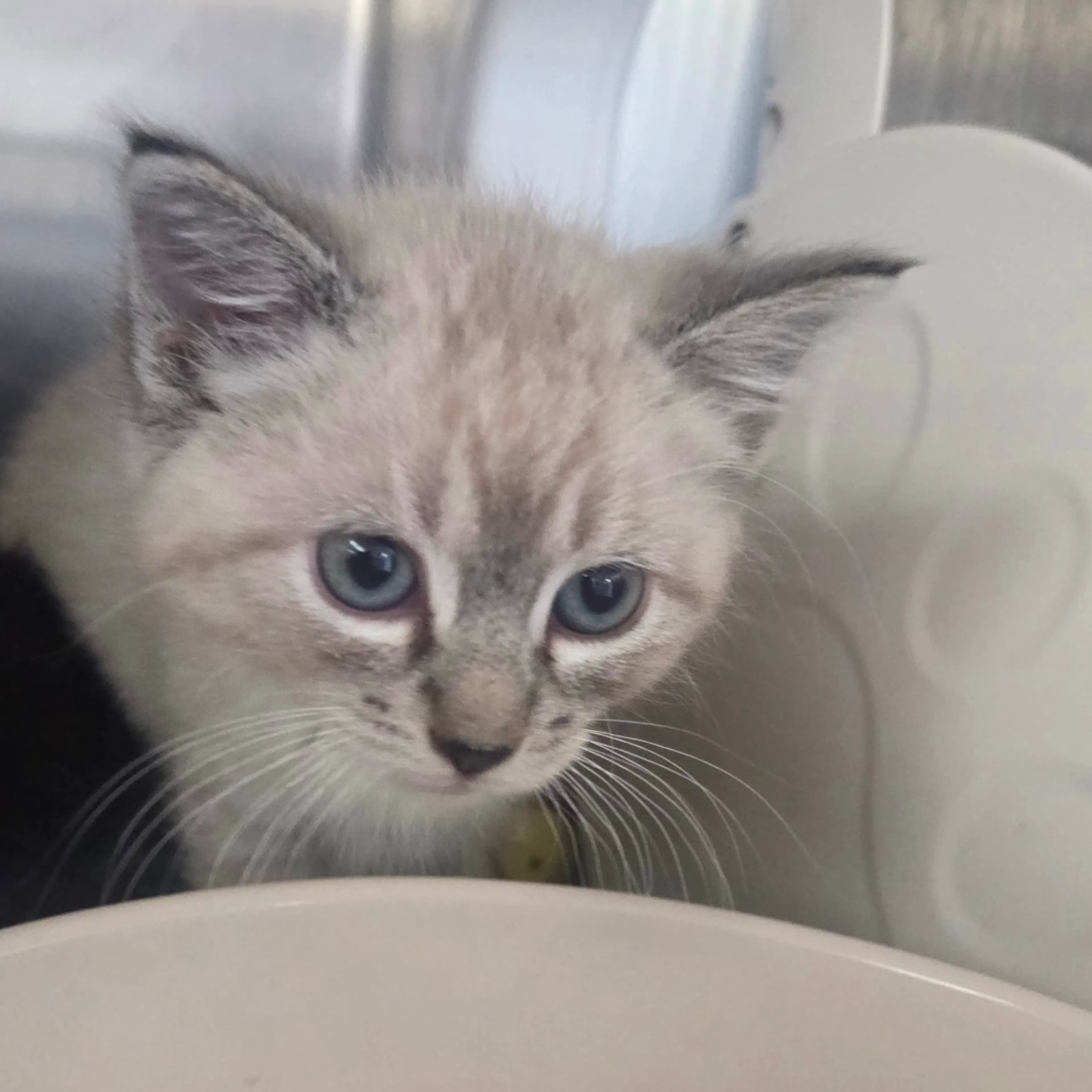 Found pet