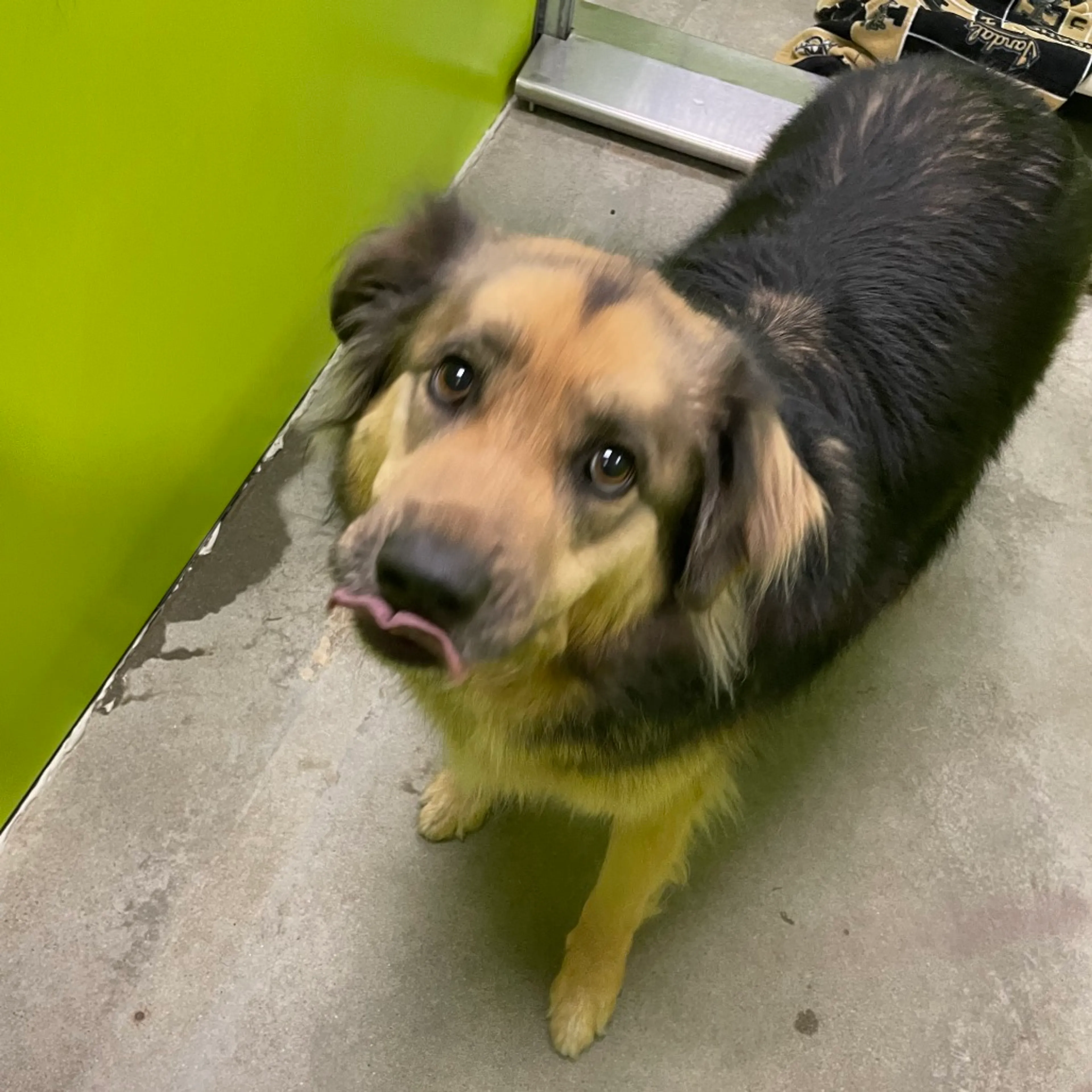 Found pet-1